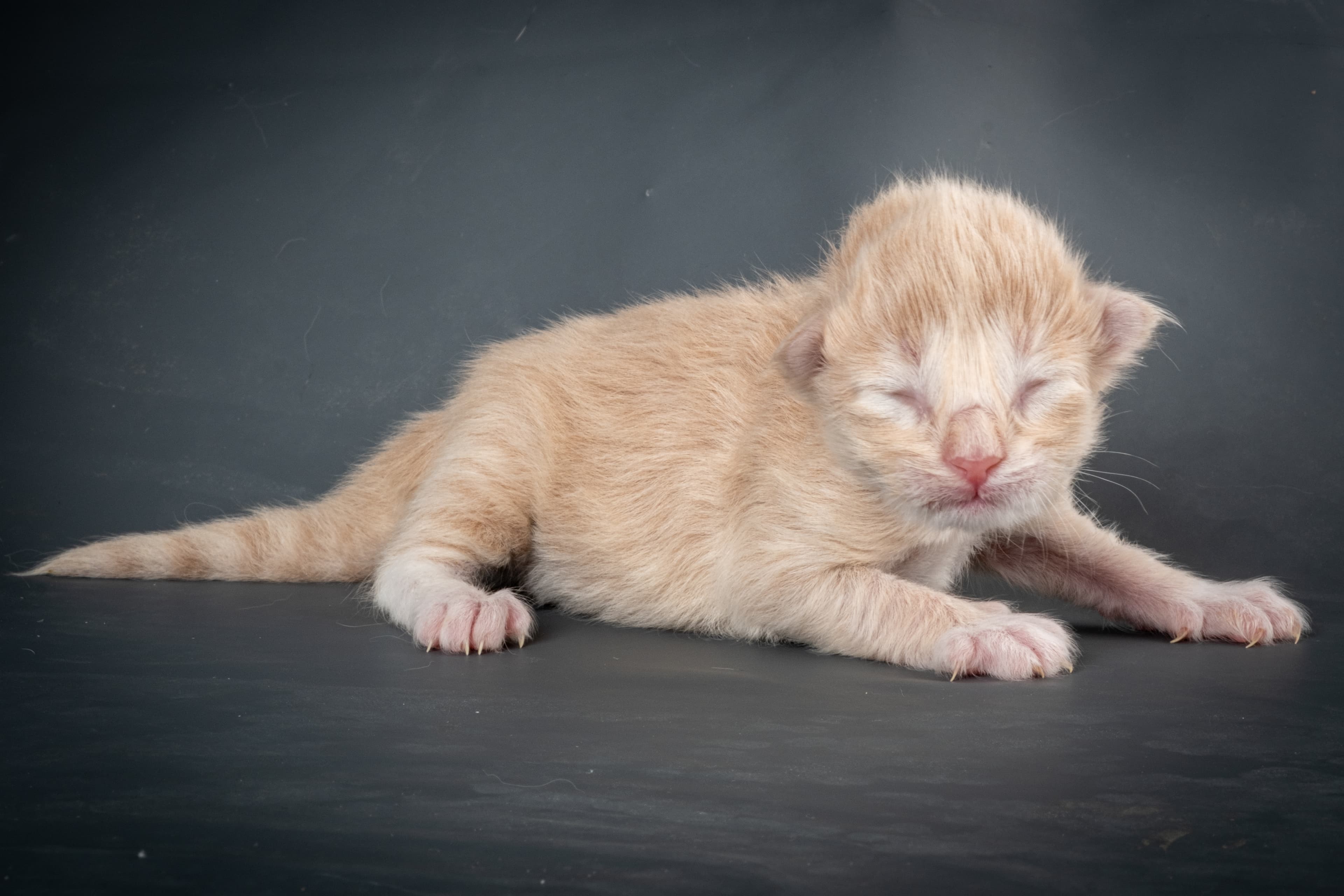 (N)Migoto's Simba jr, NFO e(s) 09 ??