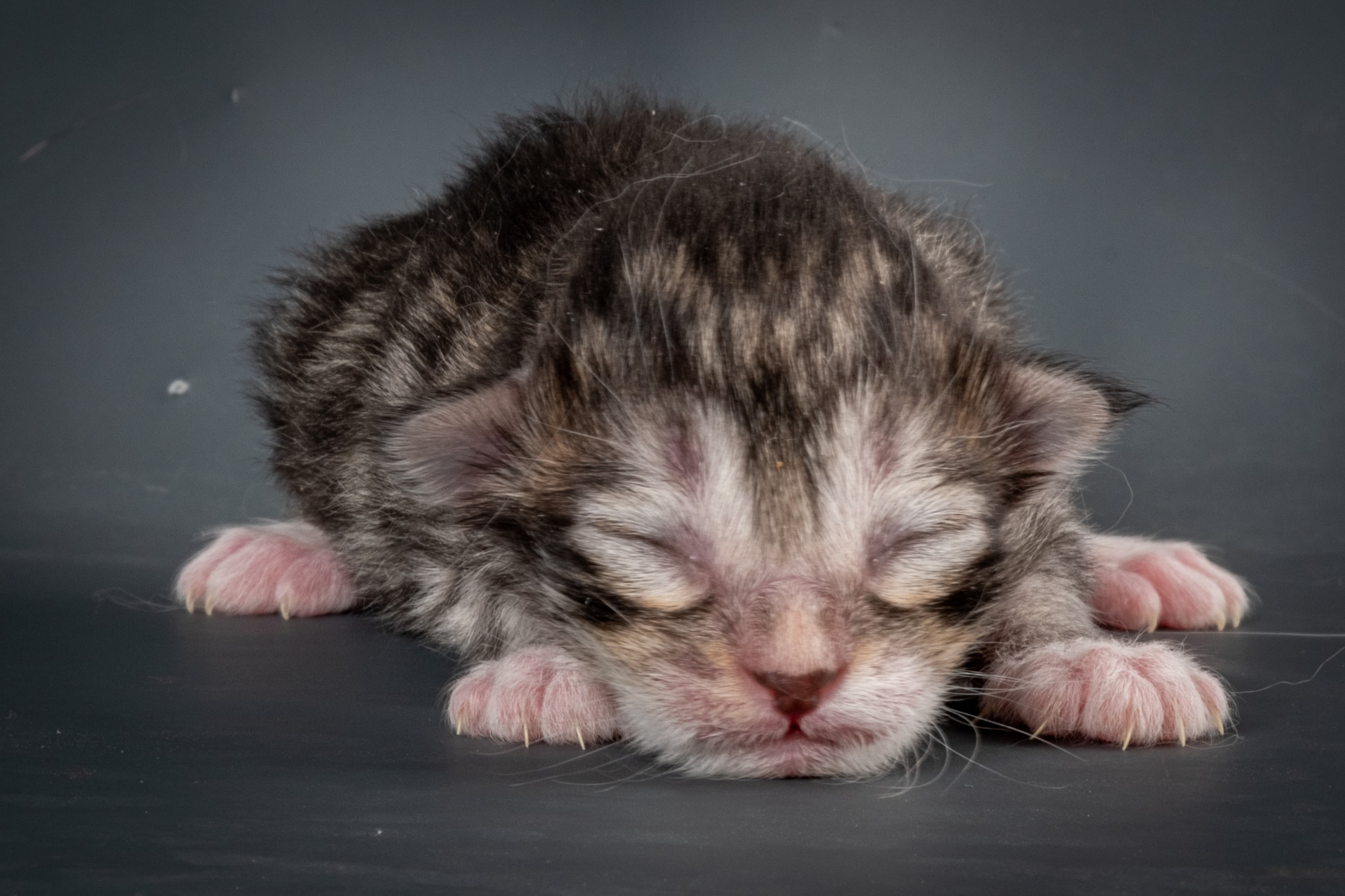 (N)Migoto's Snapp, NFO ns 09 24