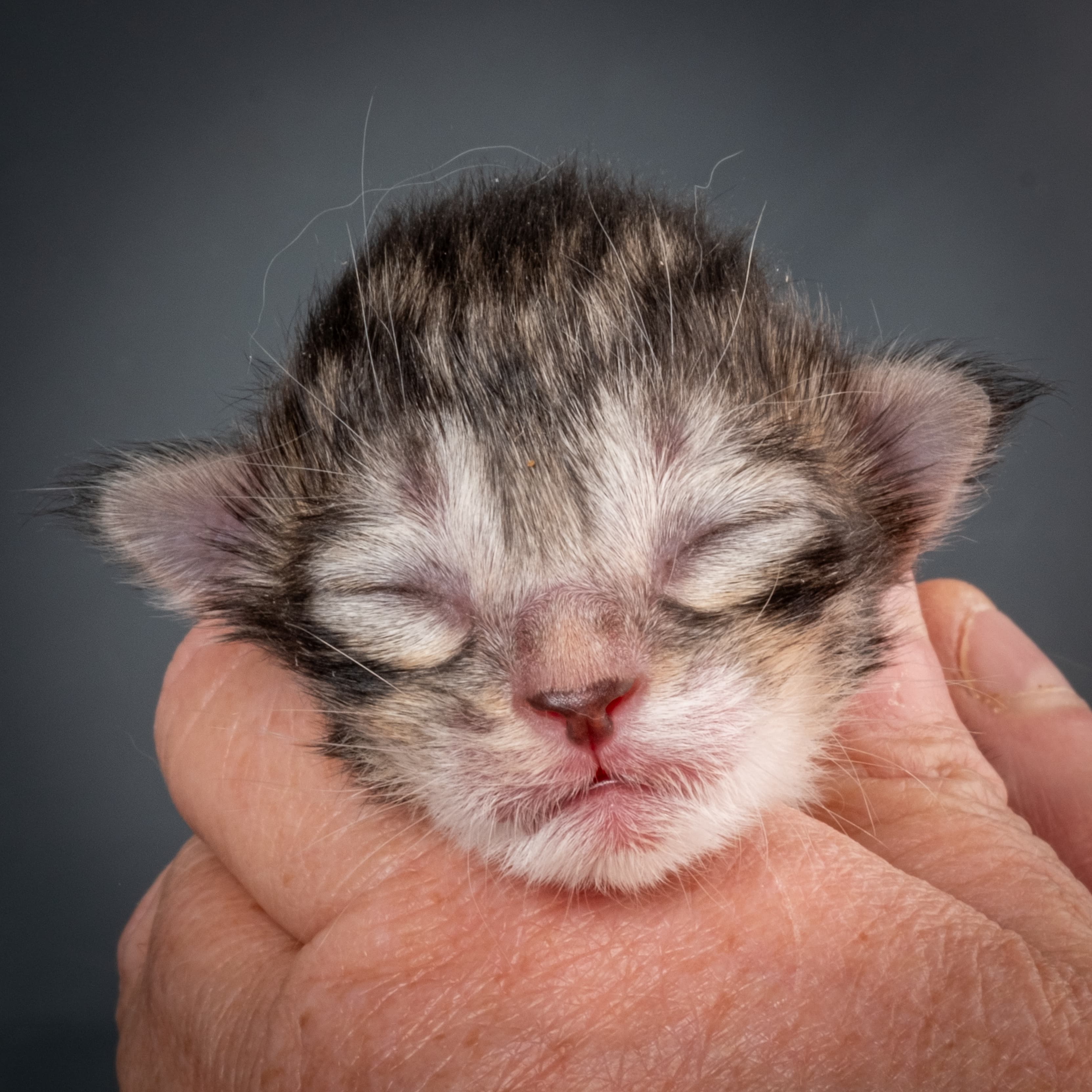 (N)Migoto's Snapp, NFO ns 09 24