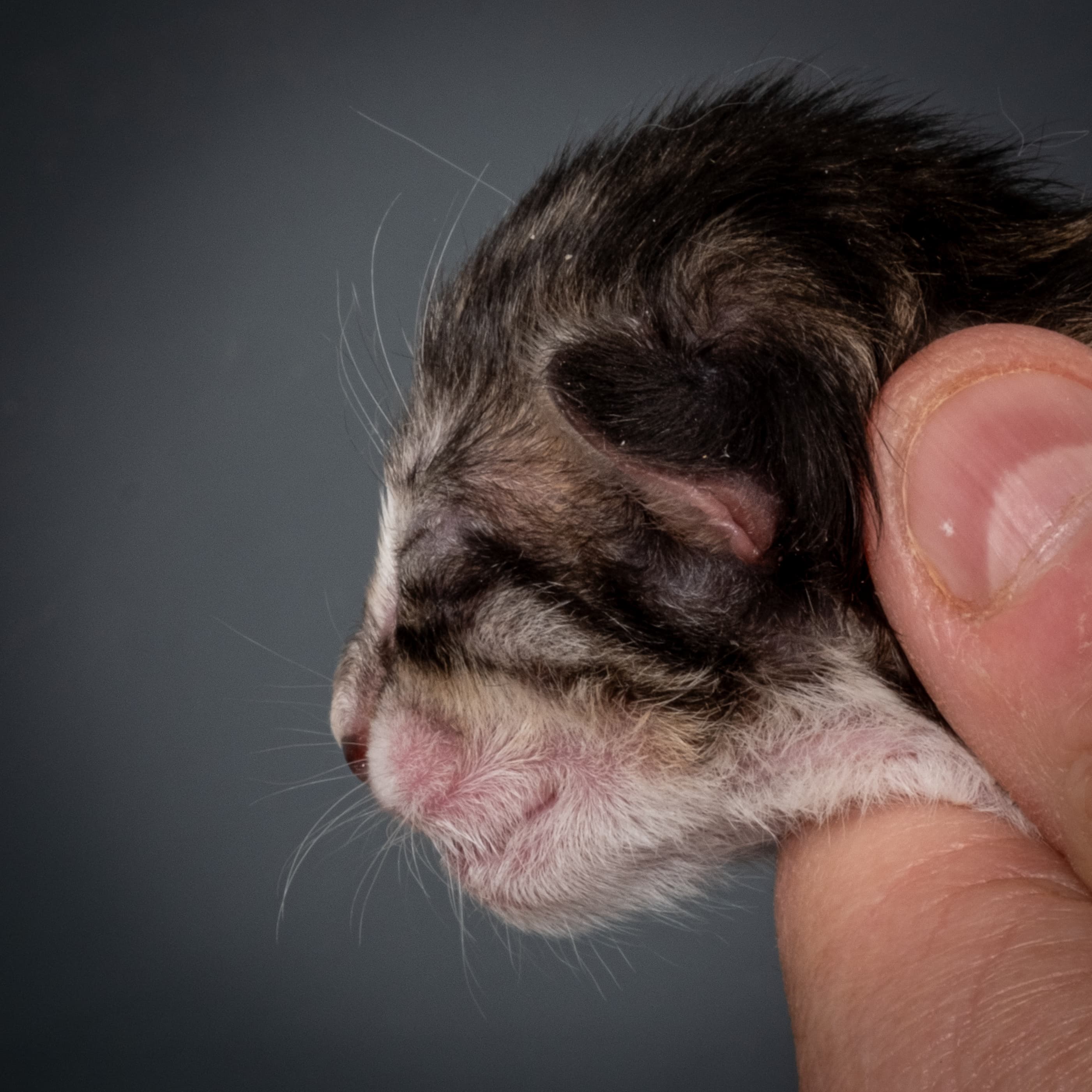 (N)Migoto's Snapp, NFO ns 09 24