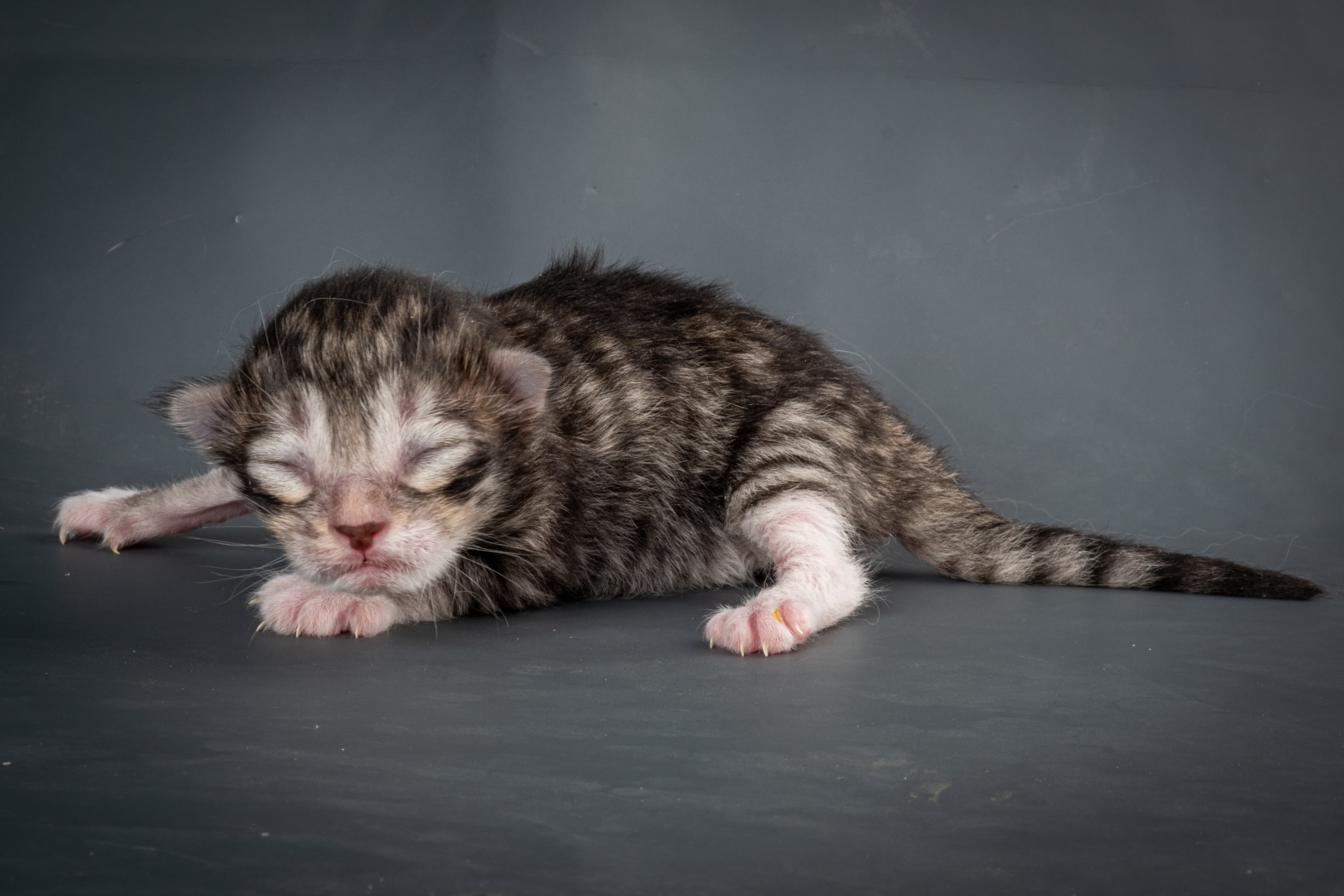 (N)Migoto's Snapp, NFO ns 09 24