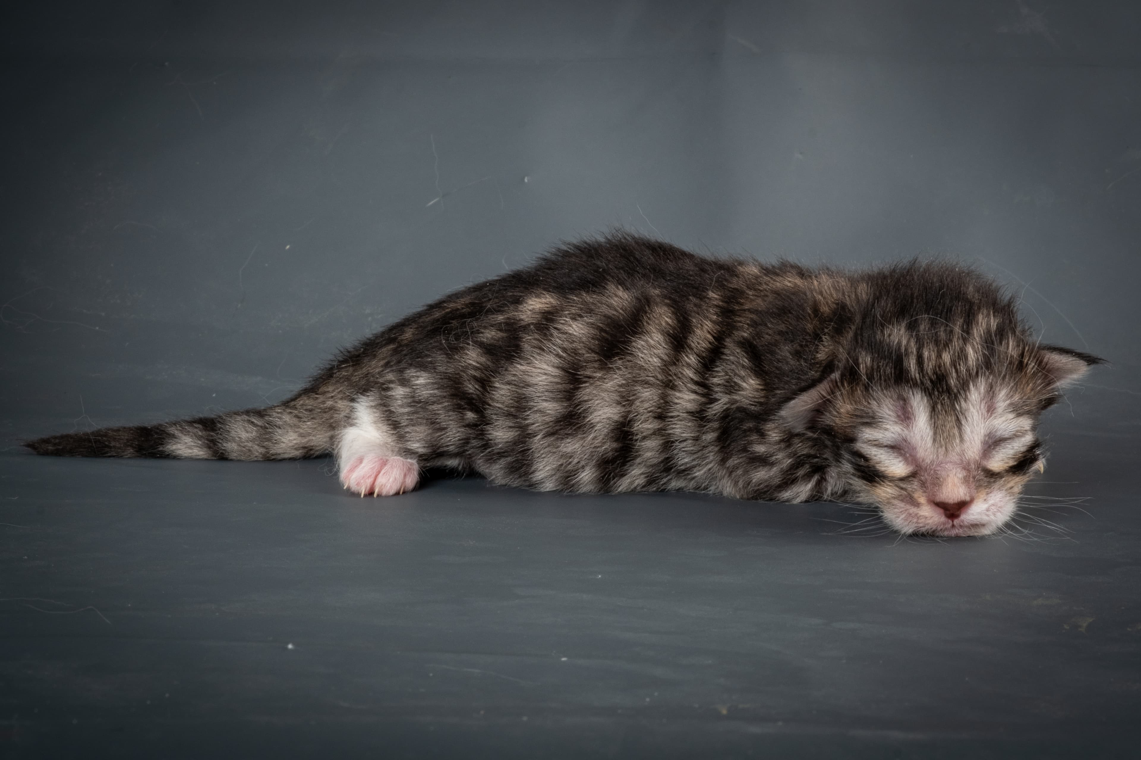 (N)Migoto's Snapp, NFO ns 09 24