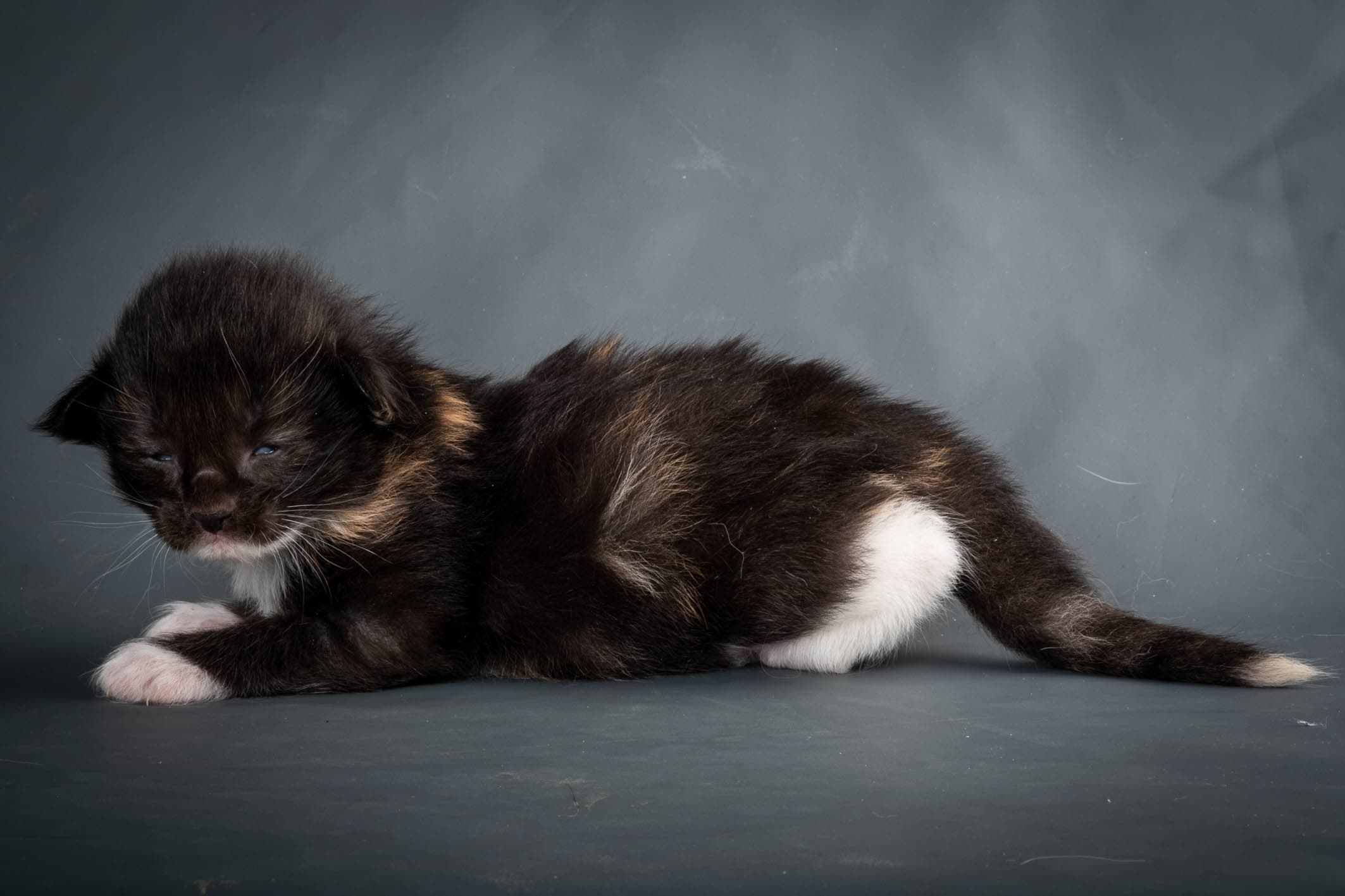 (N)Migoto's Snipp, NFO f 09