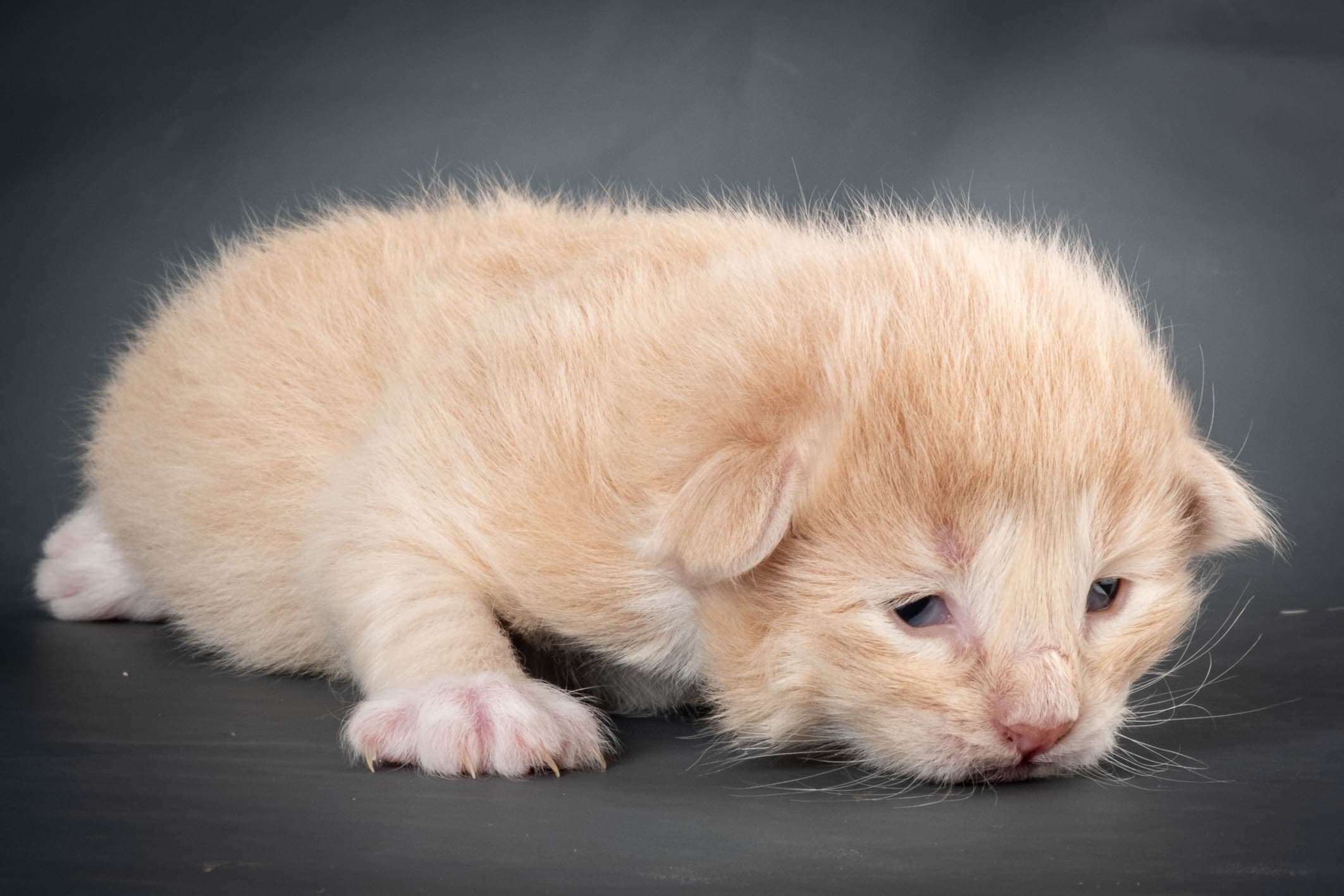 (N)Migoto's Simba jr, NFO e(s) 09 ??