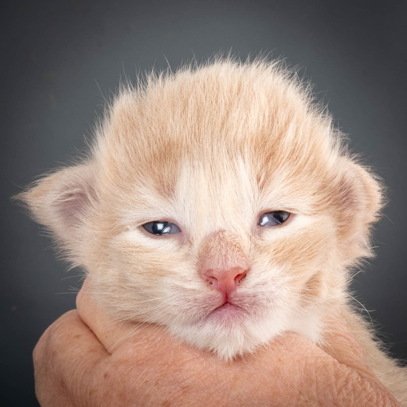 (N)Migoto's Simba jr, NFO e(s) 09 ??