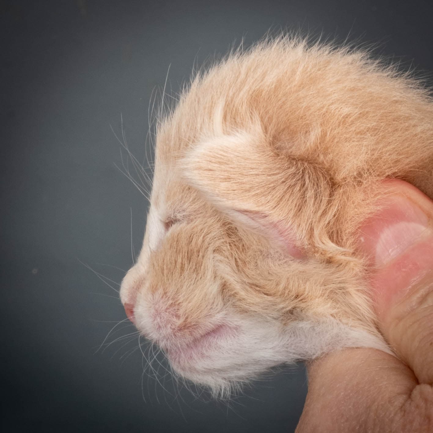 (N)Migoto's Simba jr, NFO e(s) 09 ??