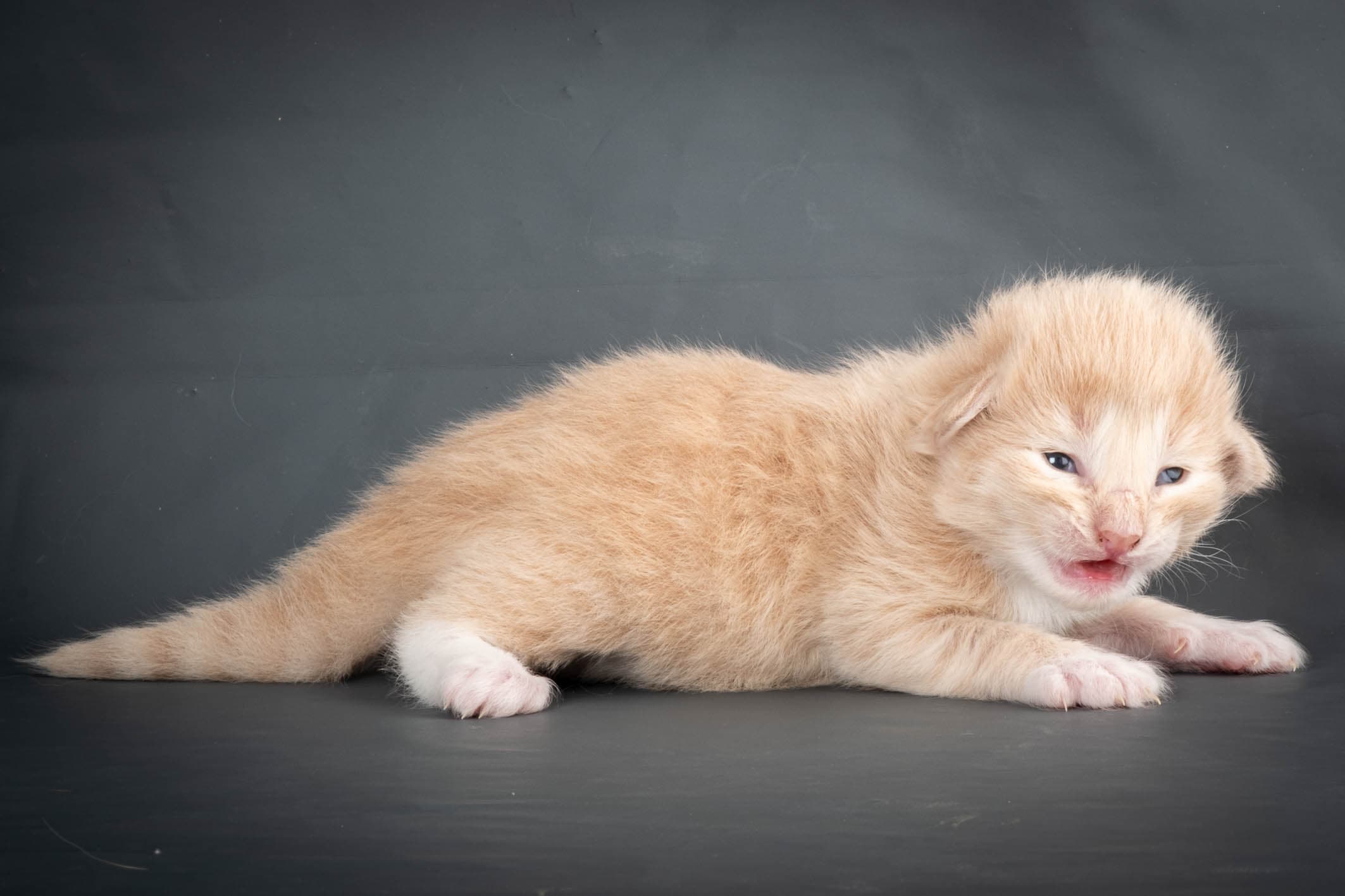 (N)Migoto's Simba jr, NFO e(s) 09 ??