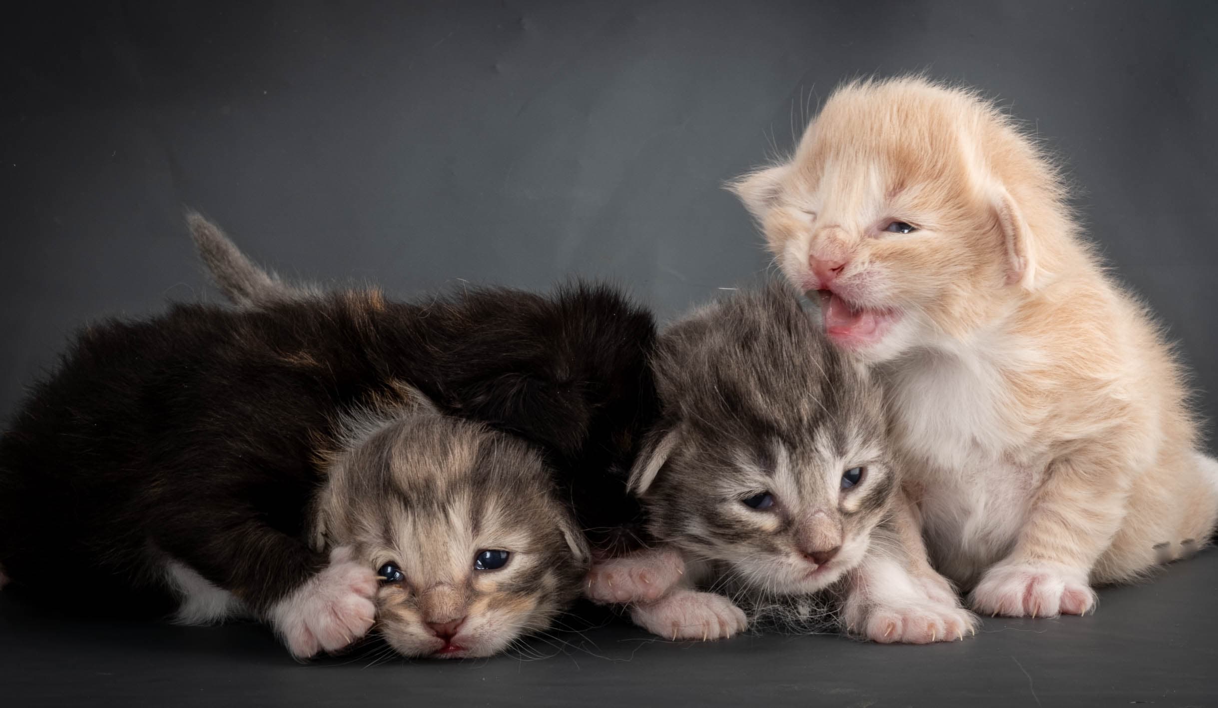 (N)Migoto's Snipp, NFO f 09