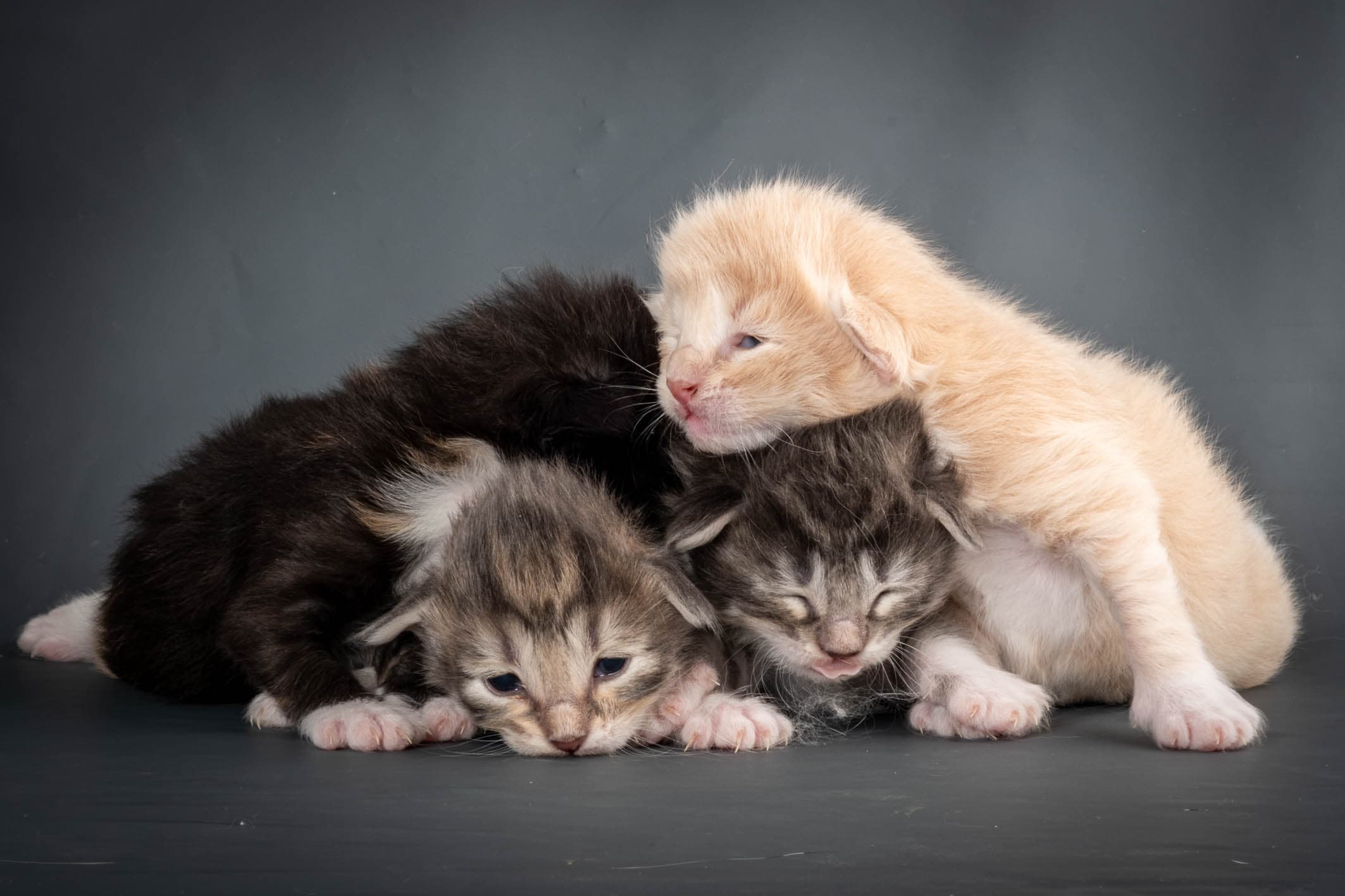 (N)Migoto's Snipp, NFO f 09