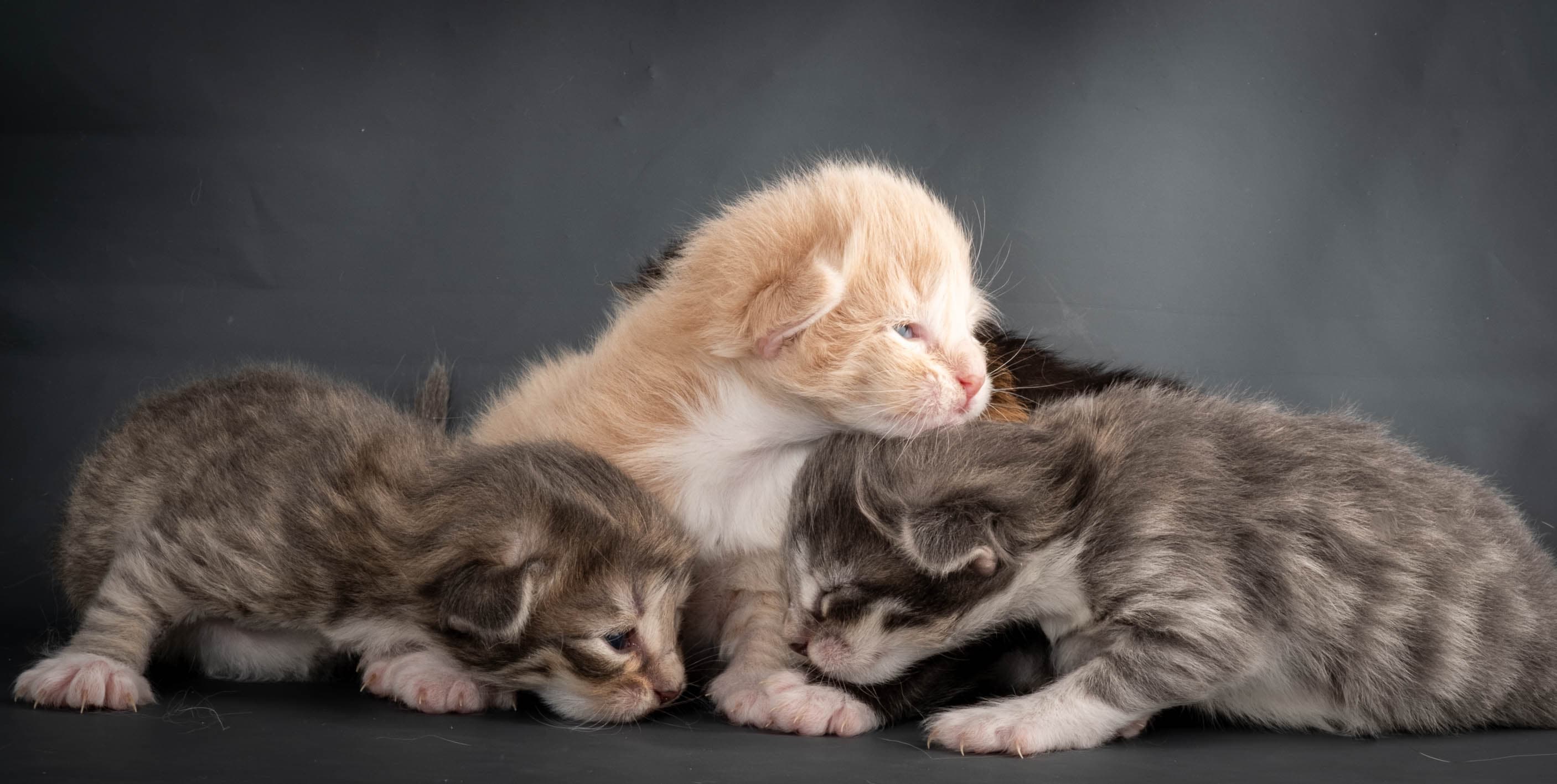 (N)Migoto's Snipp, NFO f 09