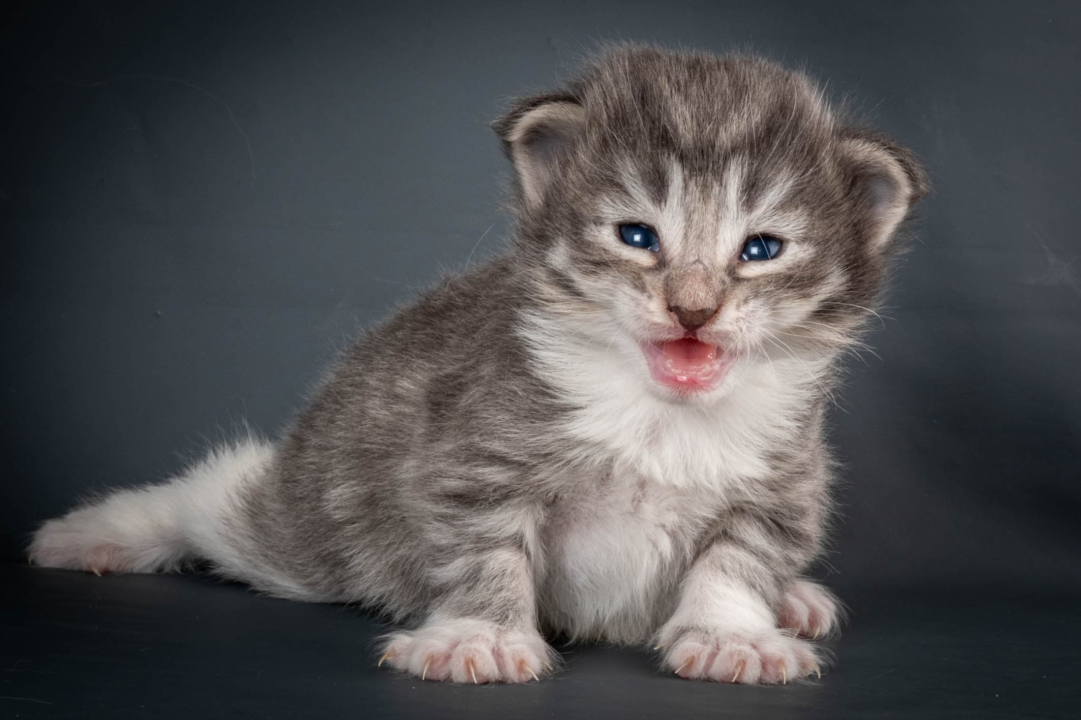 (N)Migoto's Storm jr, NFO a 09 2?