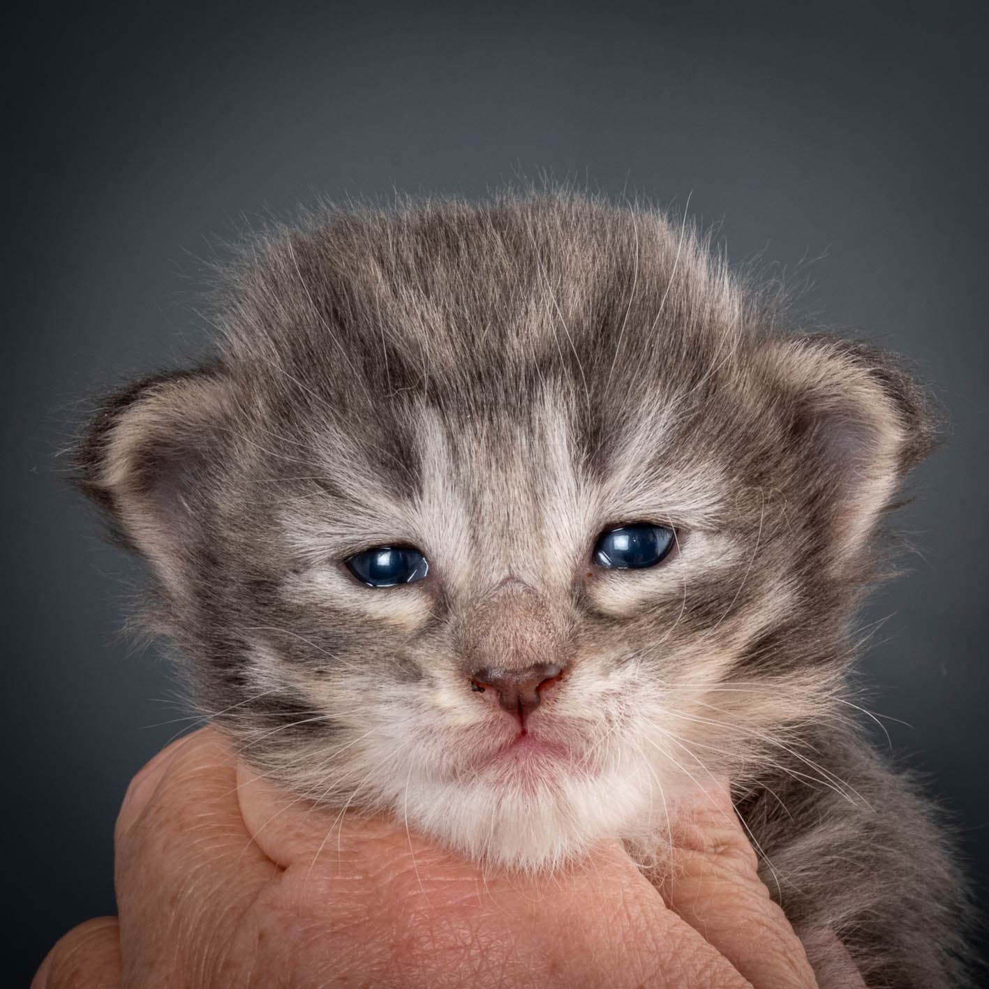 (N)Migoto's Storm jr, NFO a 09 2?