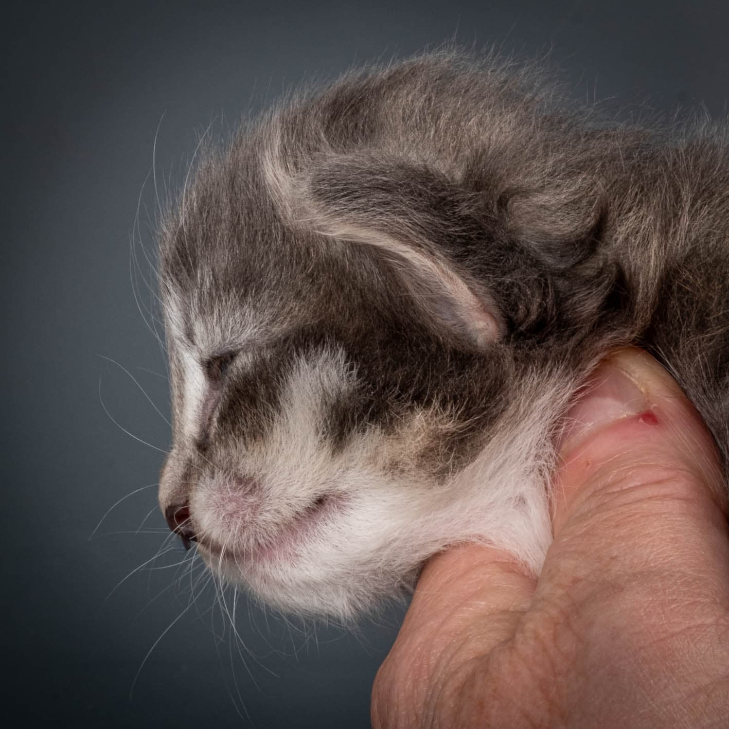 (N)Migoto's Storm jr, NFO a 09 2?