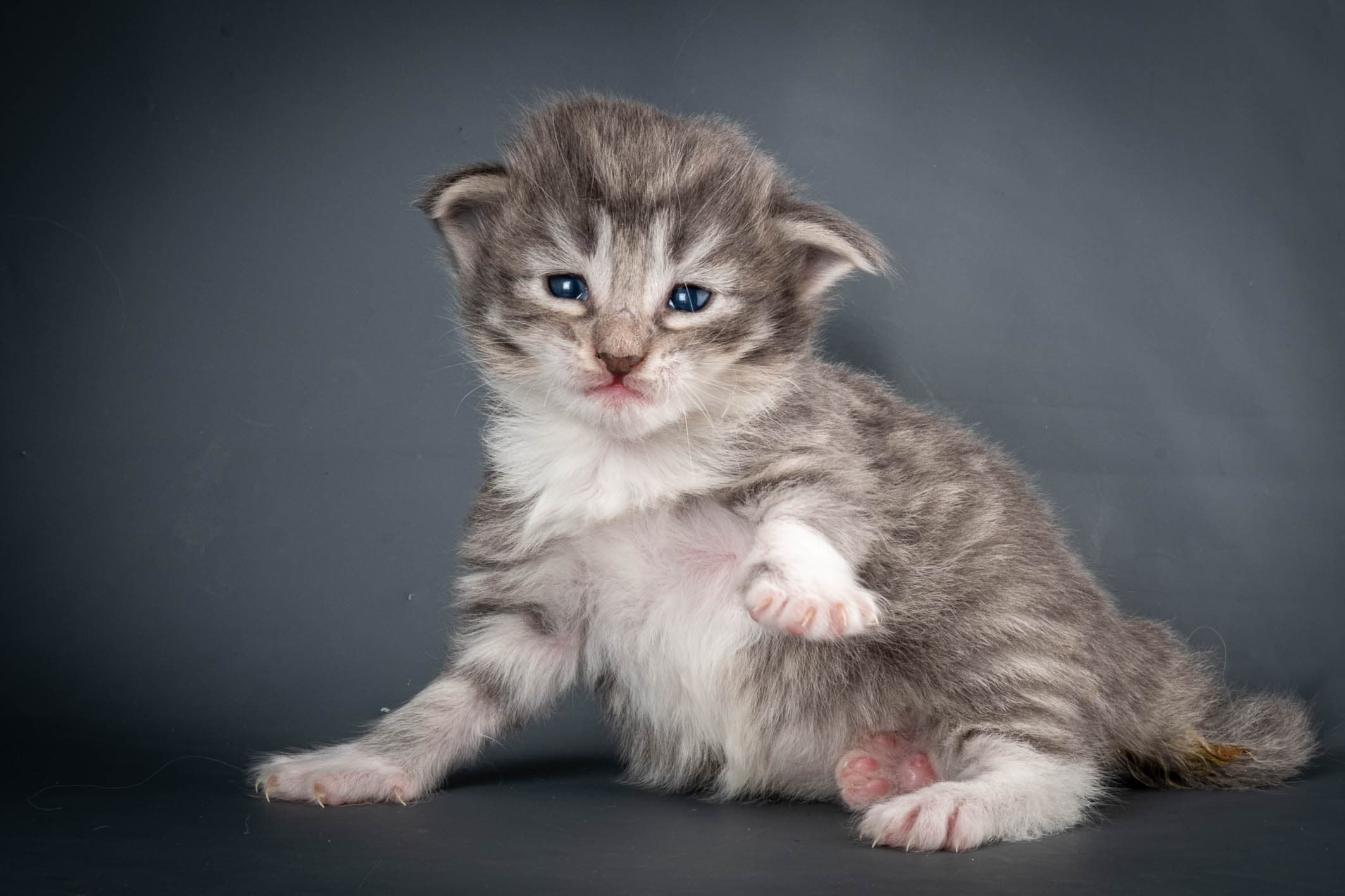 (N)Migoto's Storm jr, NFO a 09 2?