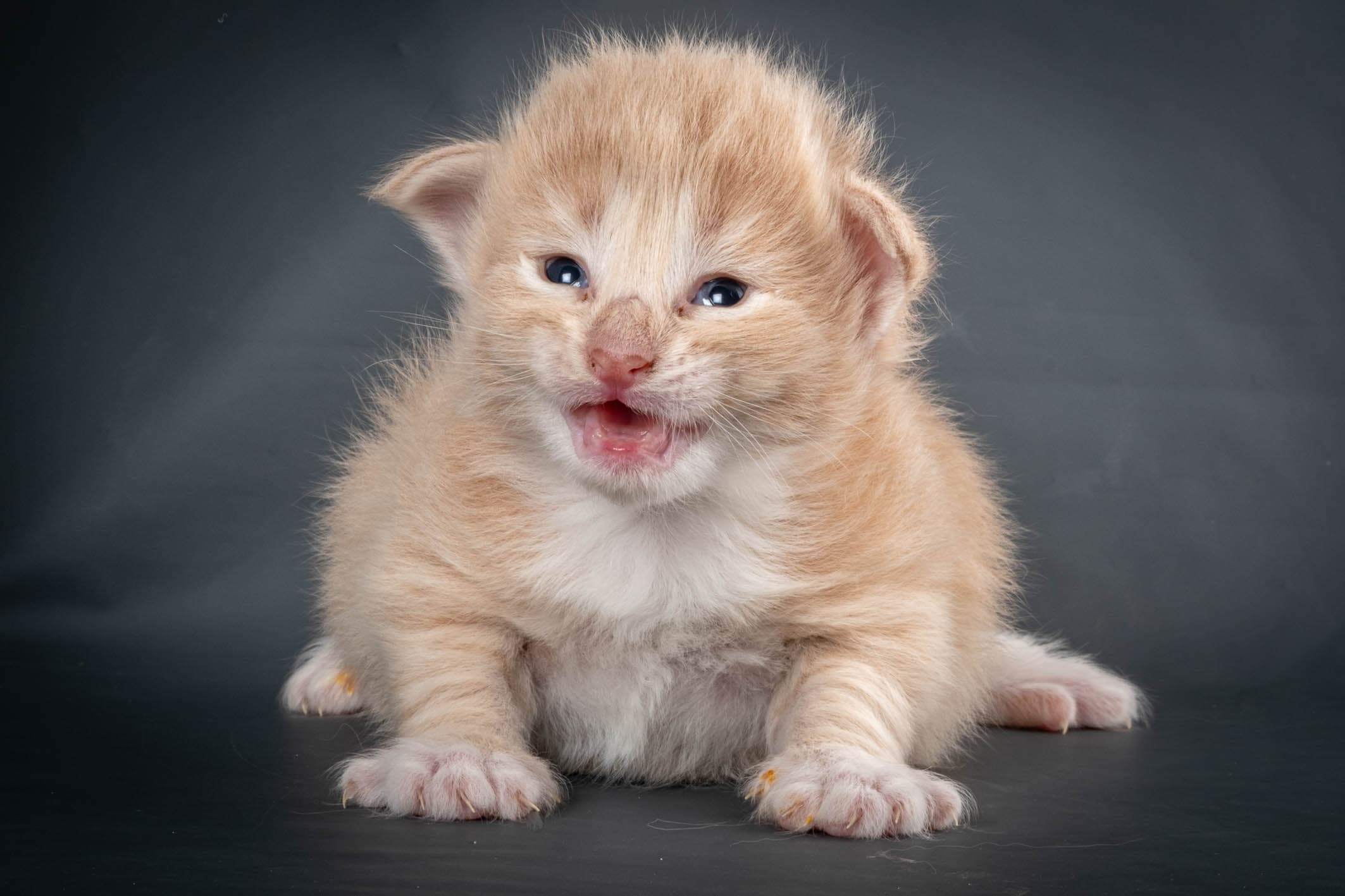 (N)Migoto's Simba jr, NFO e(s) 09 ??