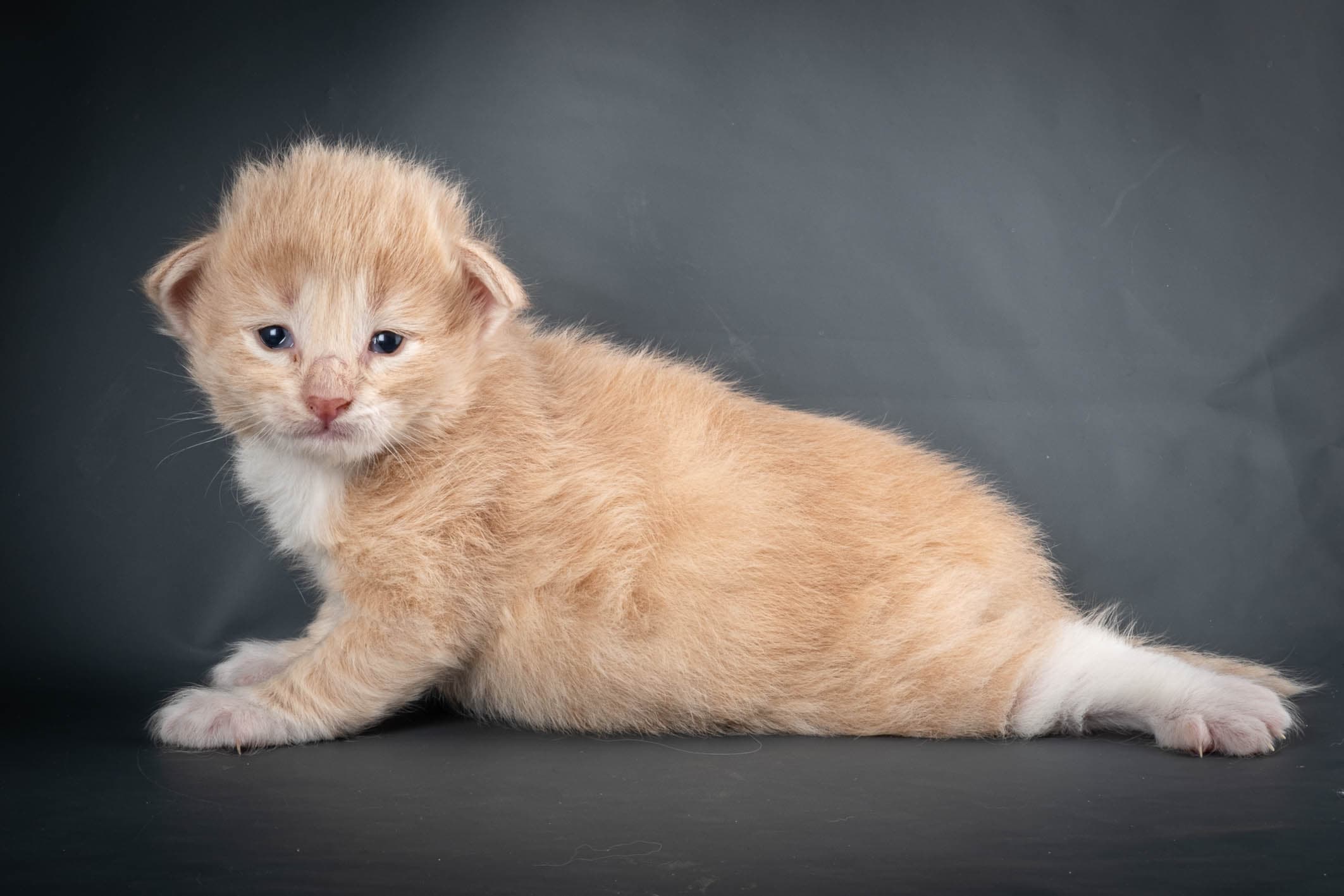 (N)Migoto's Simba jr, NFO e(s) 09 ??