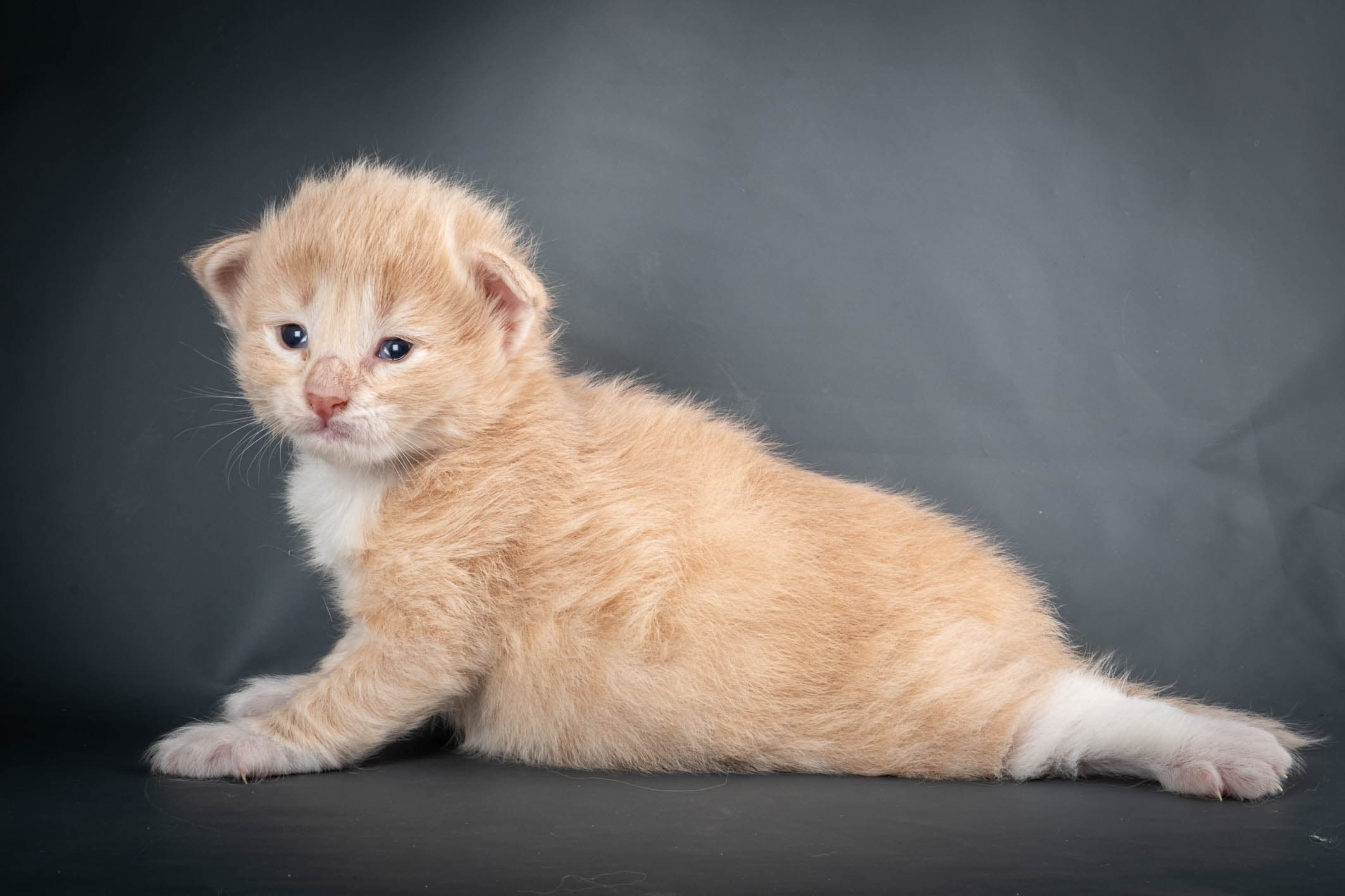 (N)Migoto's Simba jr, NFO e(s) 09 ??