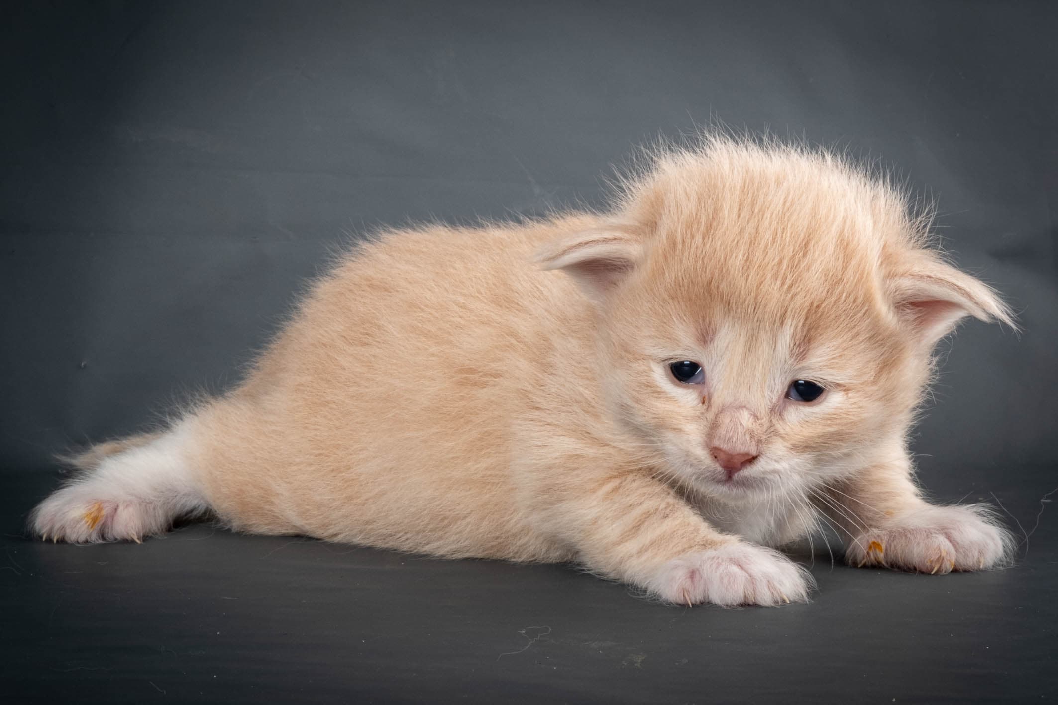 (N)Migoto's Simba jr, NFO e(s) 09 ??