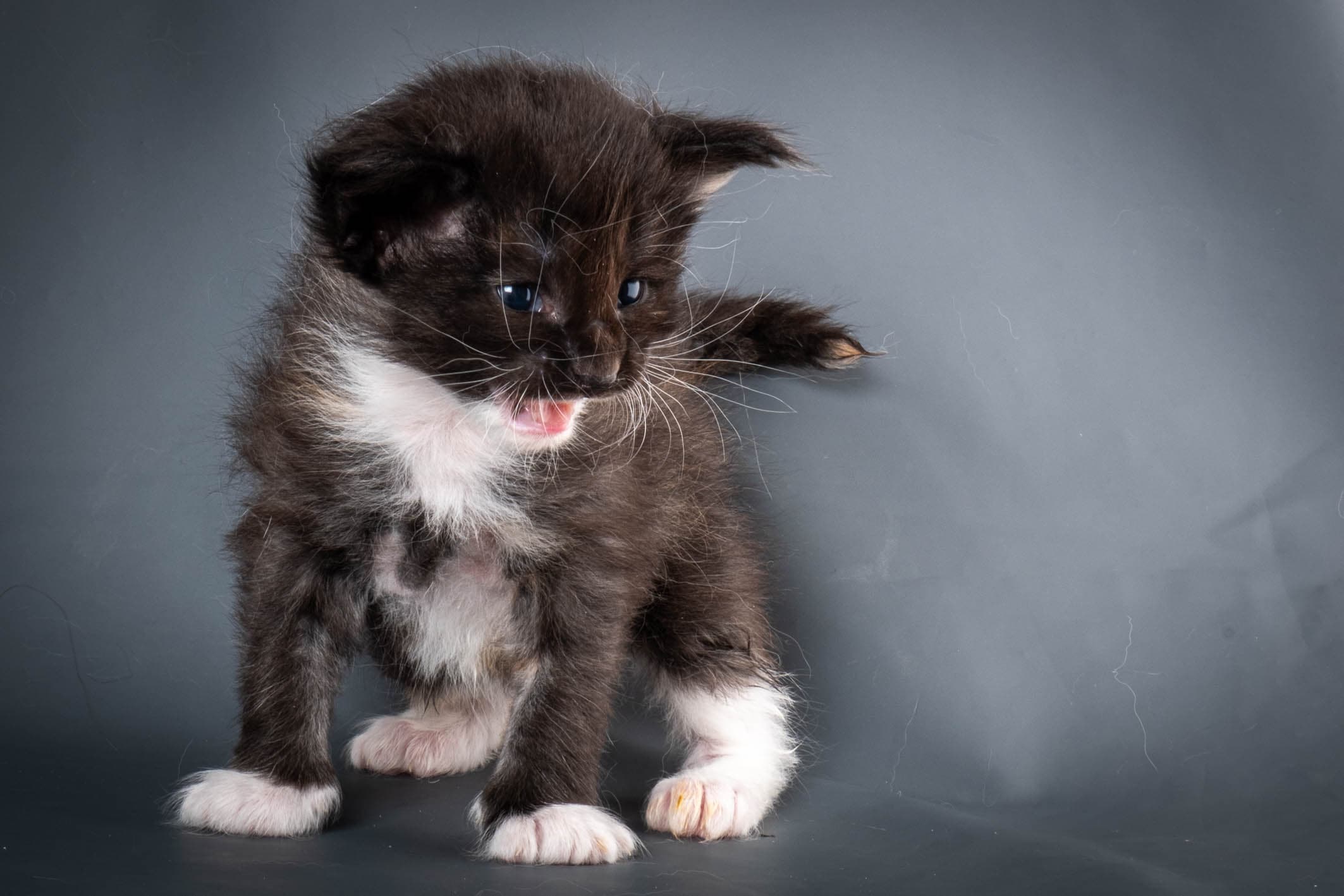 (N)Migoto's Snipp, NFO f 09