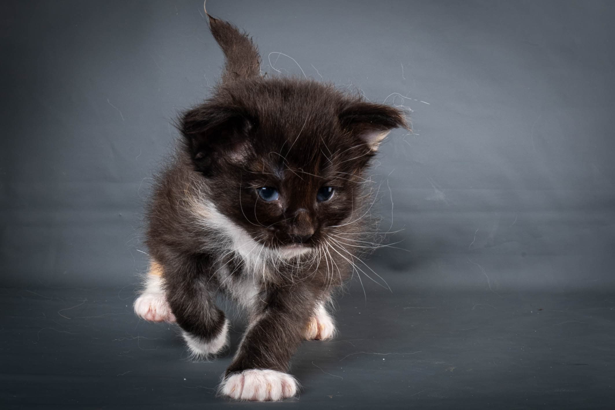 (N)Migoto's Snipp, NFO f 09