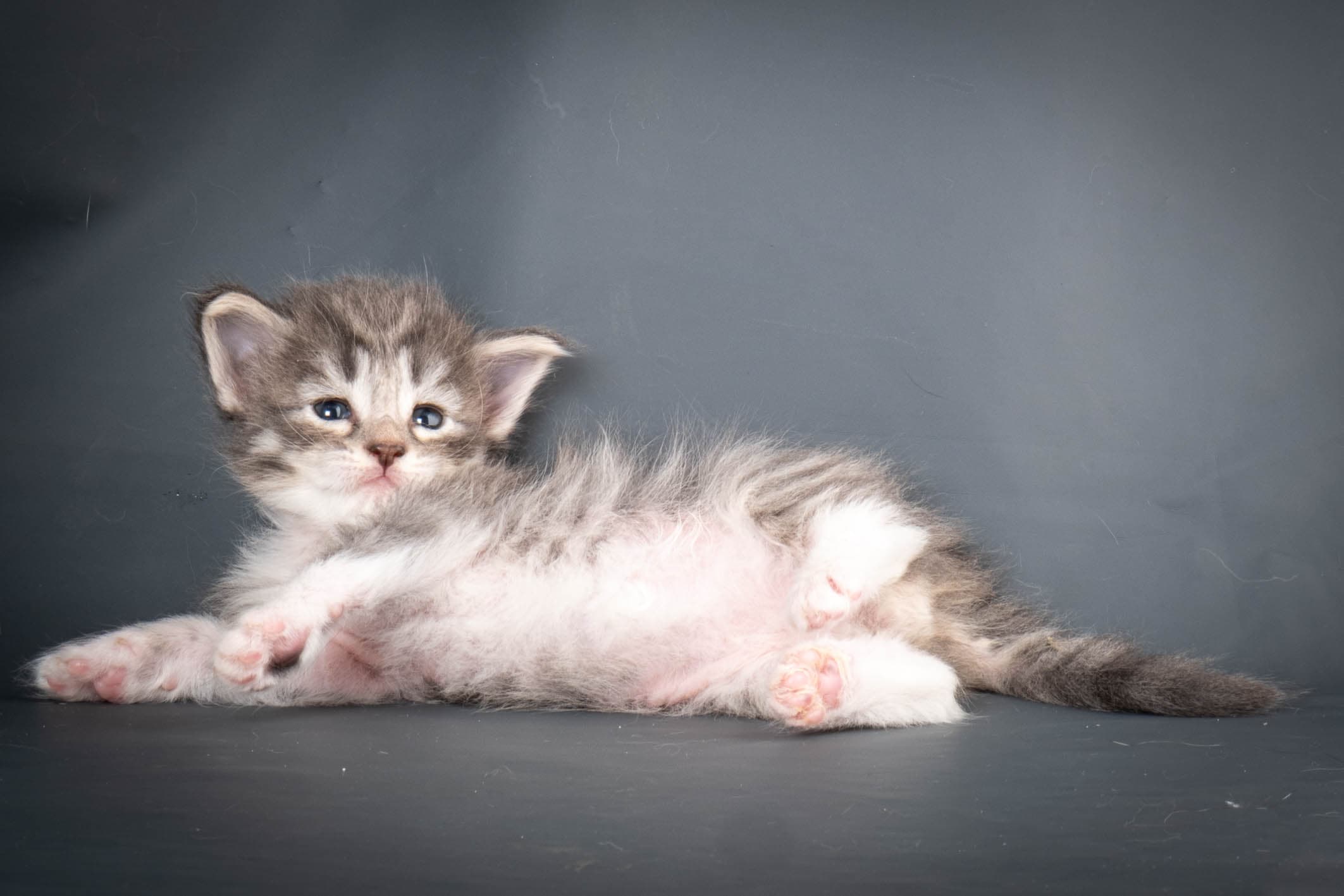 (N)Migoto's Storm jr, NFO a 09 2?