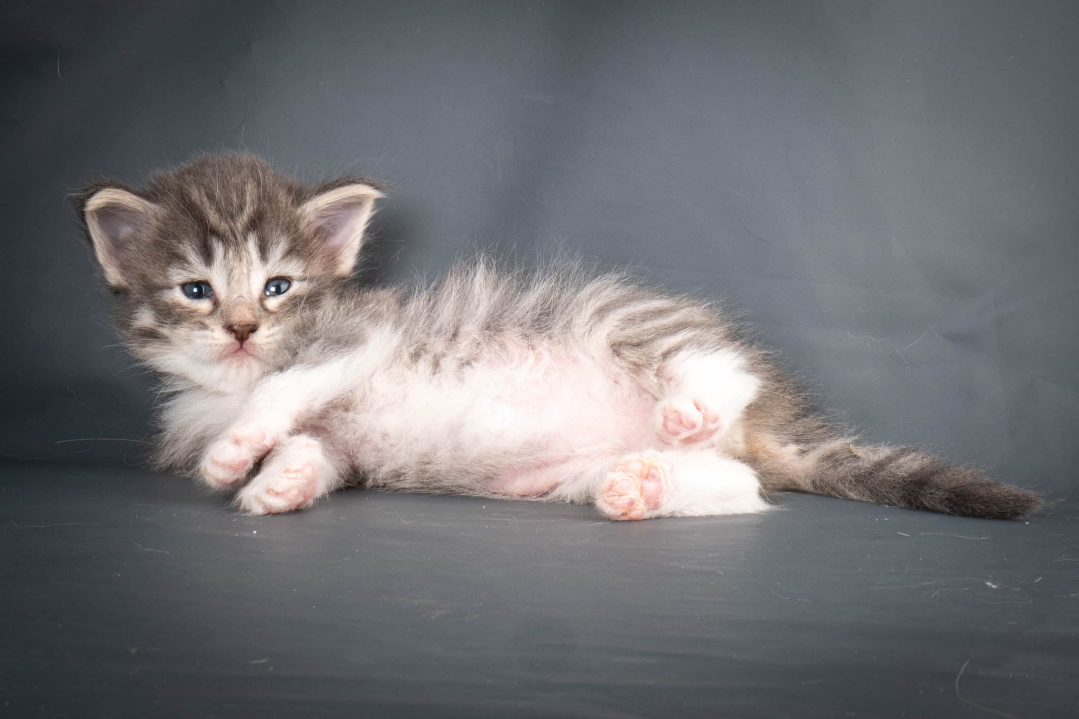 (N)Migoto's Storm jr, NFO a 09 2?