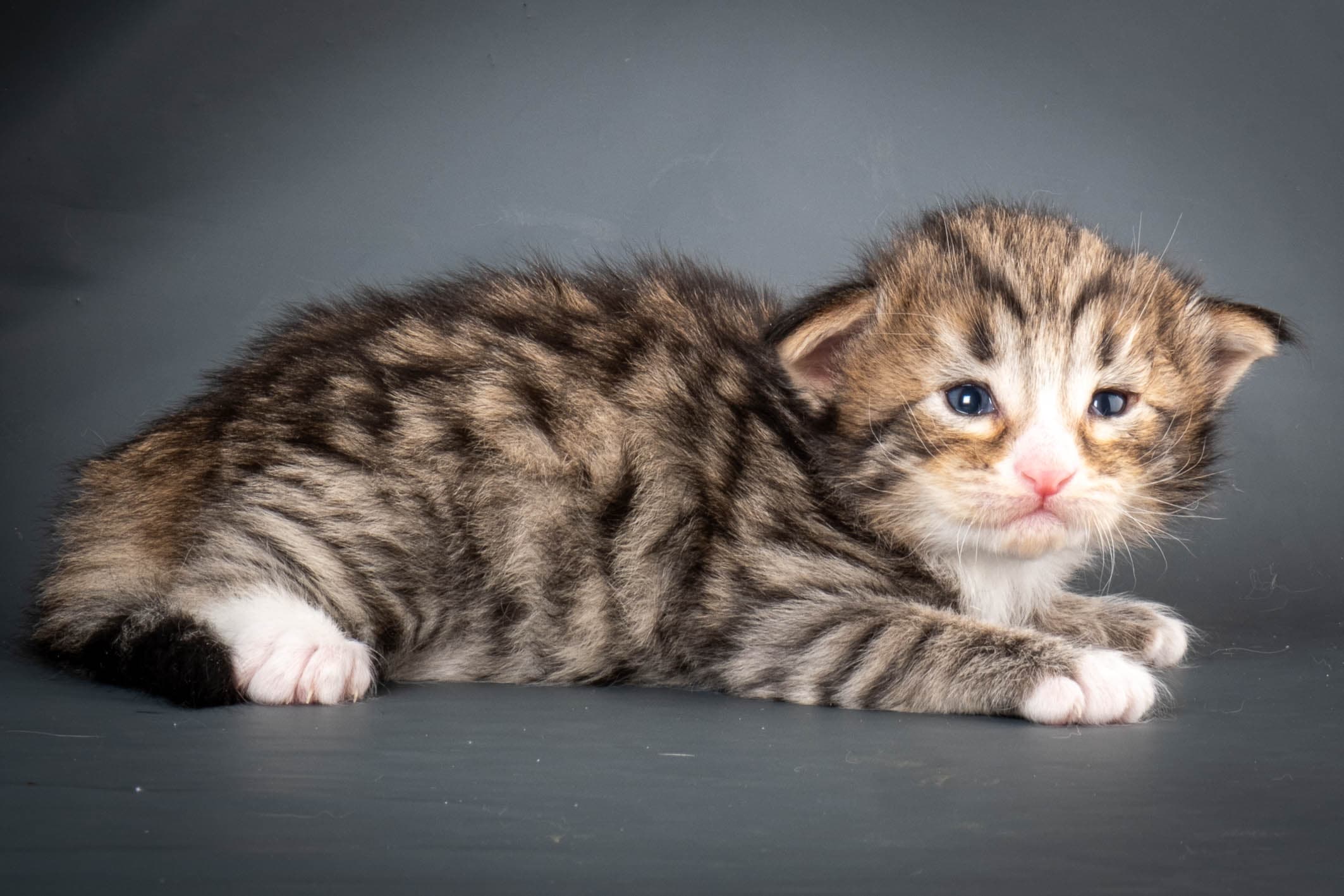 (N)Migoto's Thomas, NFO n 09 24