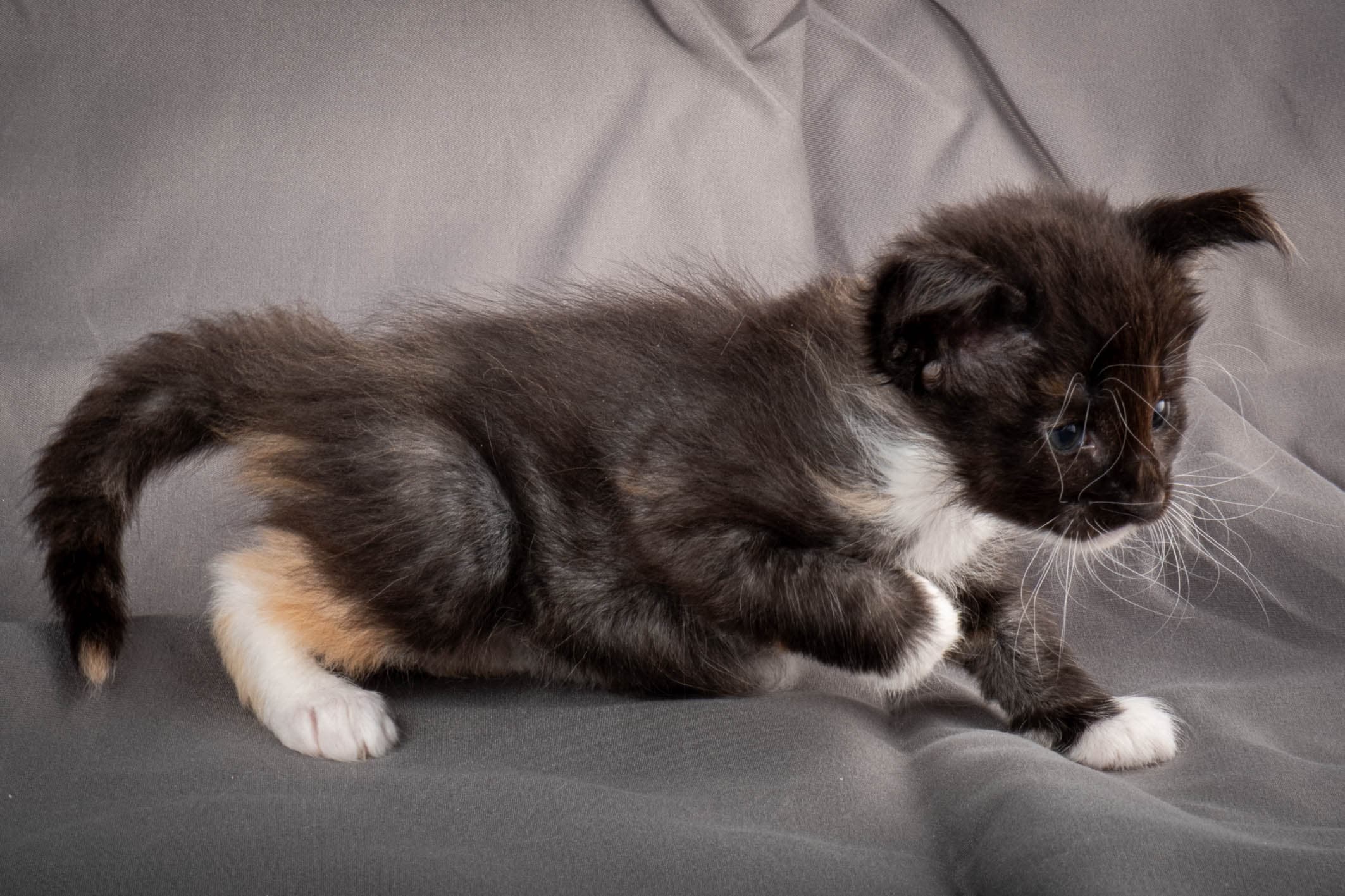 (N)Migoto's Snipp, NFO f 09