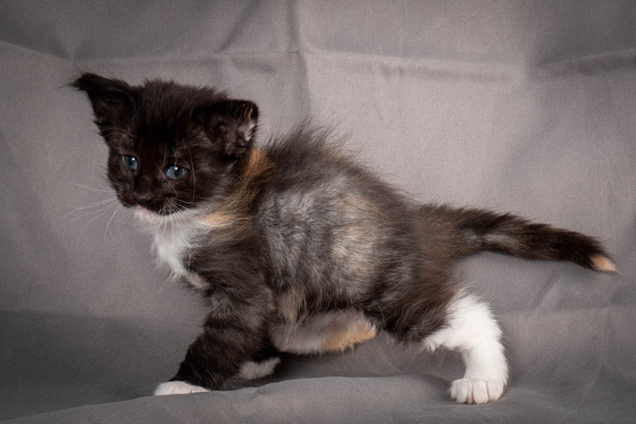 (N)Migoto's Snipp, NFO f 09