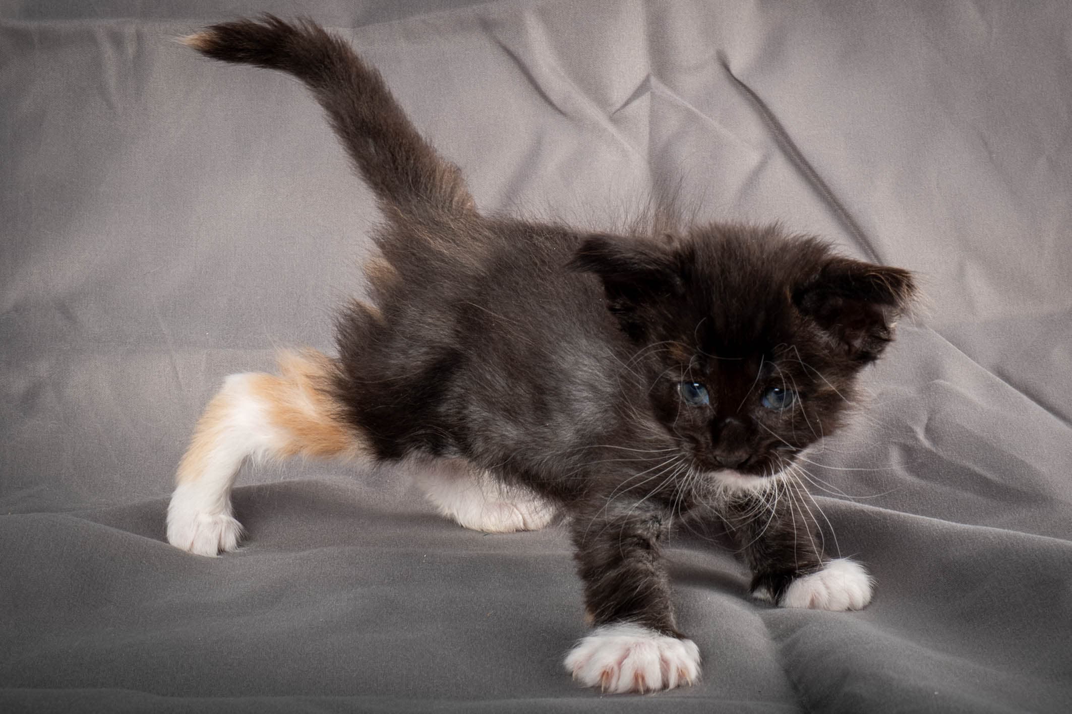 (N)Migoto's Snipp, NFO f 09