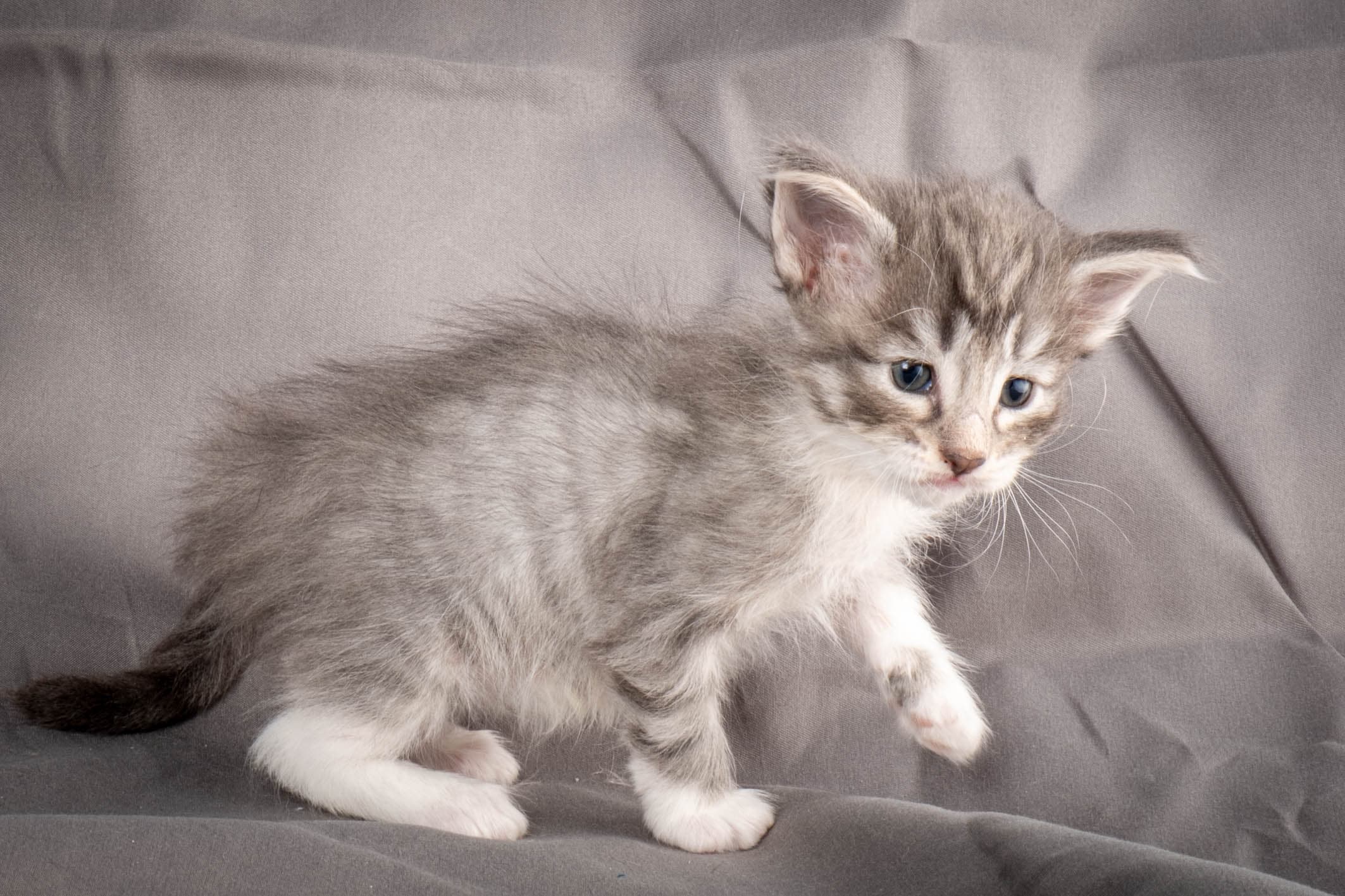 (N)Migoto's Storm jr, NFO a 09 2?