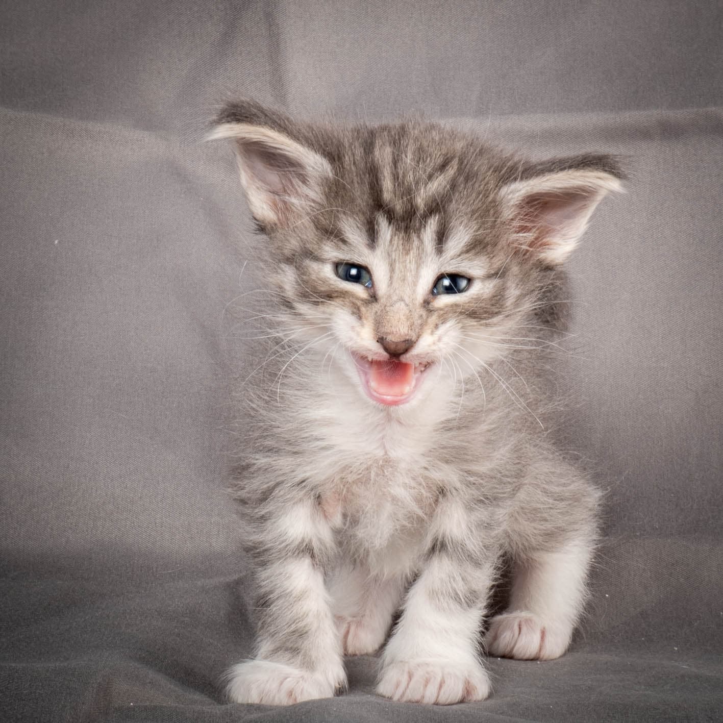 (N)Migoto's Storm jr, NFO a 09 2?