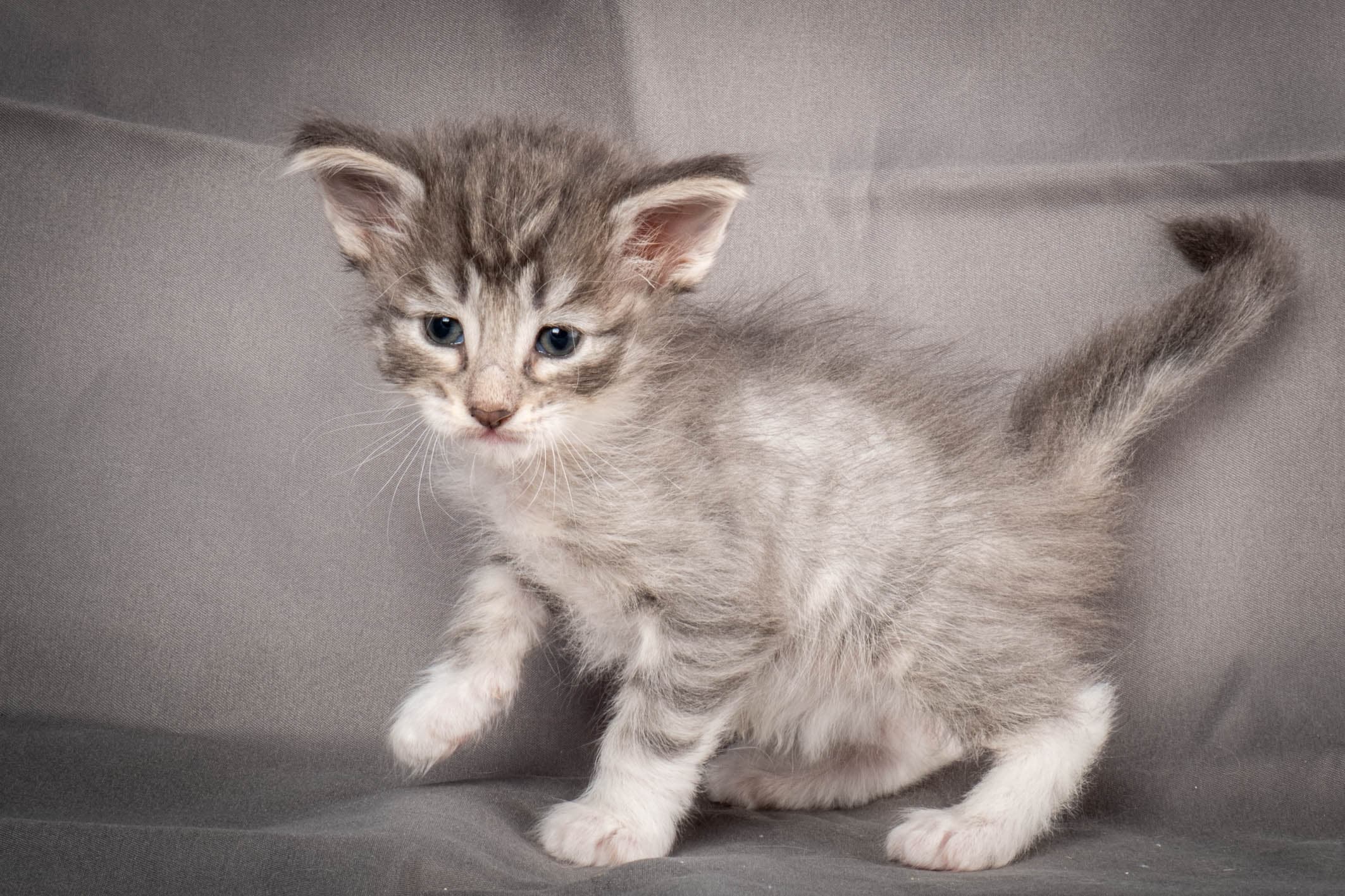 (N)Migoto's Storm jr, NFO a 09 2?