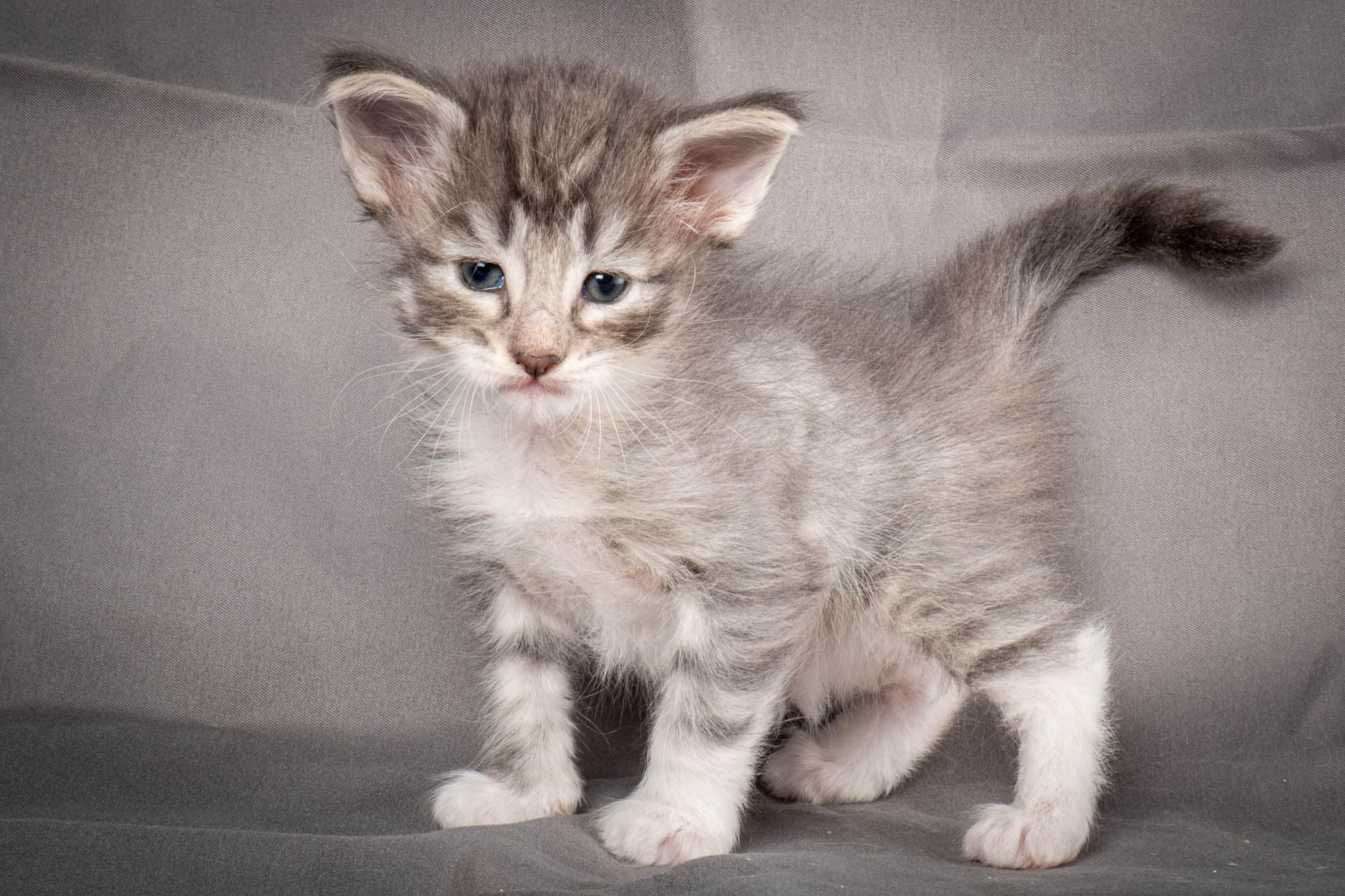 (N)Migoto's Storm jr, NFO a 09 2?