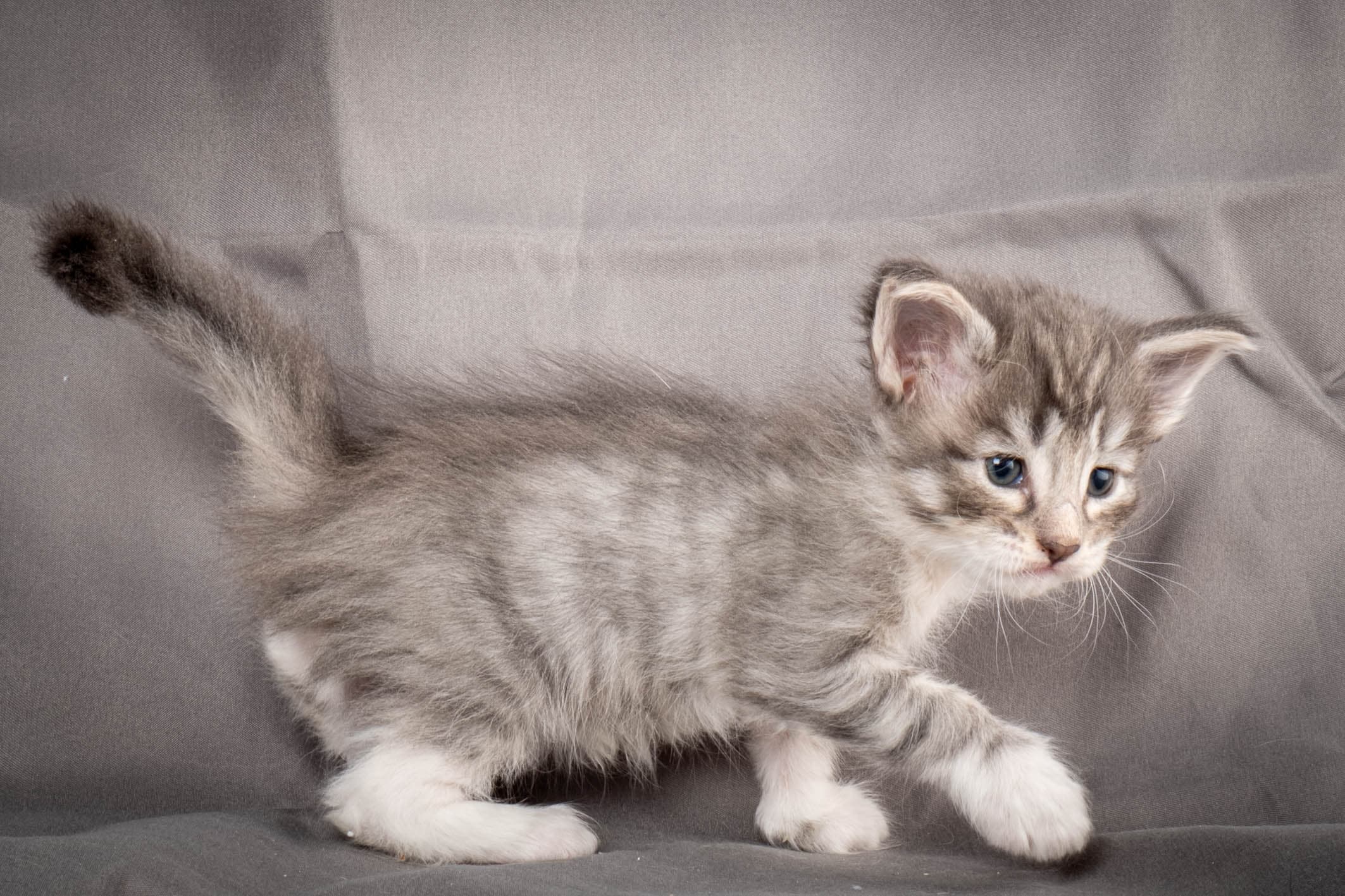 (N)Migoto's Storm jr, NFO a 09 2?