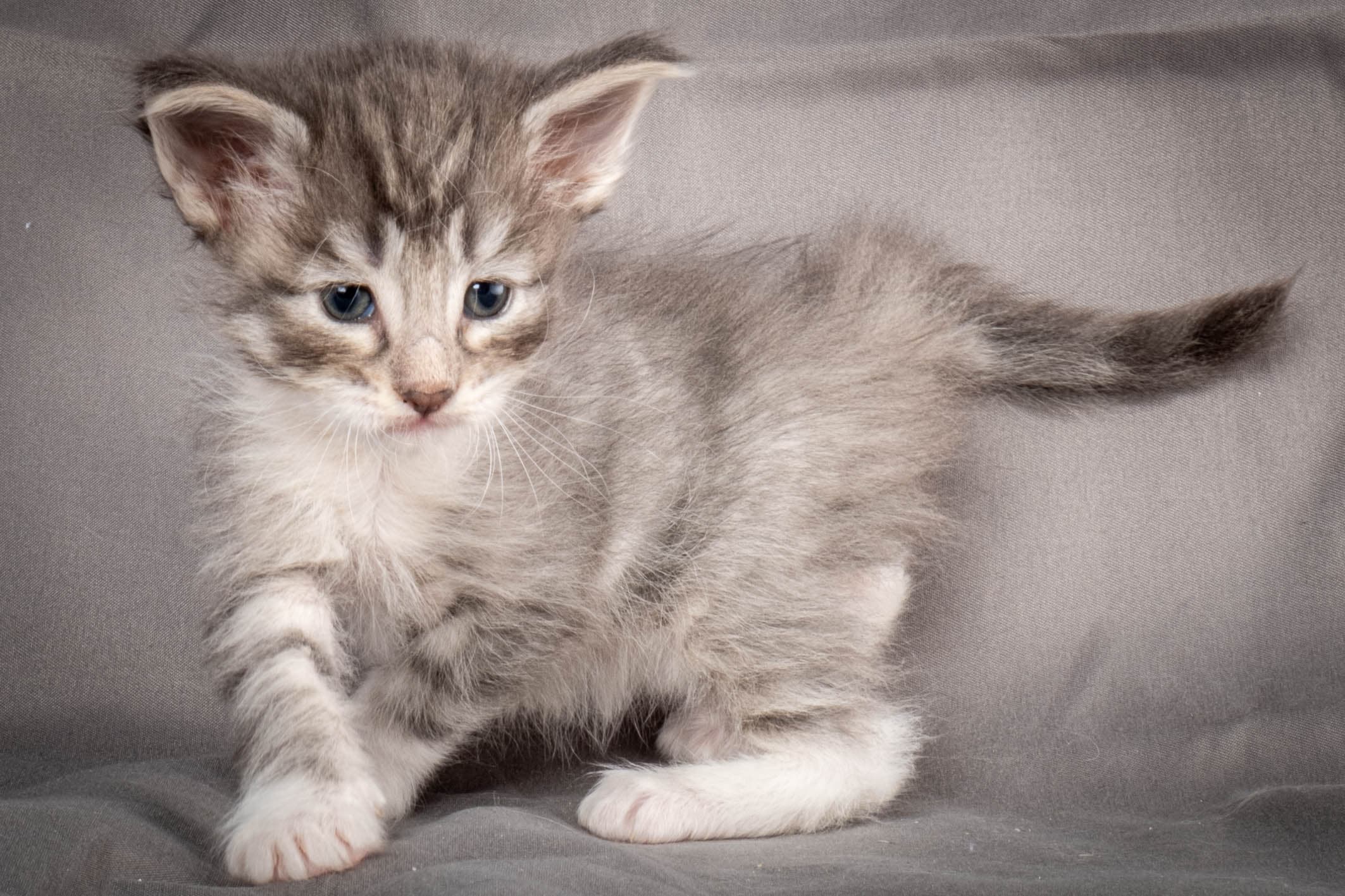 (N)Migoto's Storm jr, NFO a 09 2?