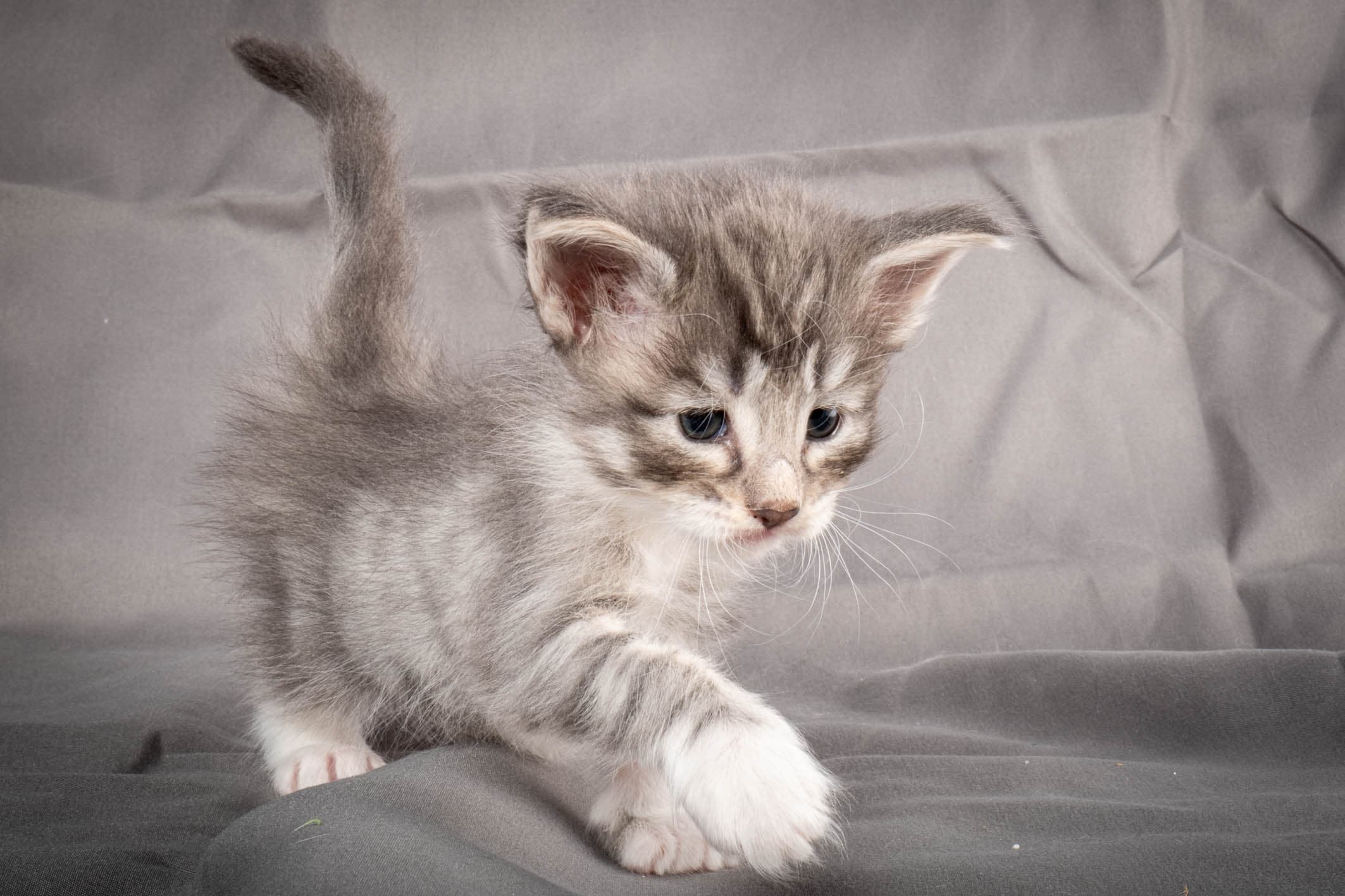 (N)Migoto's Storm jr, NFO a 09 2?