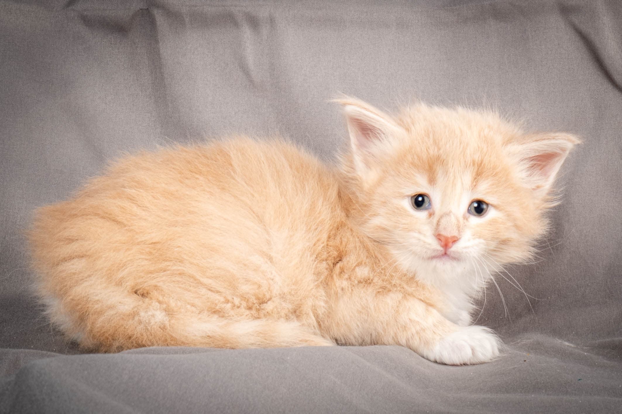 (N)Migoto's Simba jr, NFO e(s) 09 ??