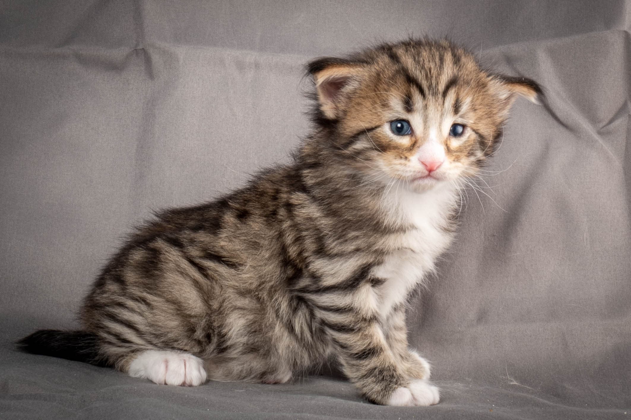 (N)Migoto's Thomas, NFO n 09 24