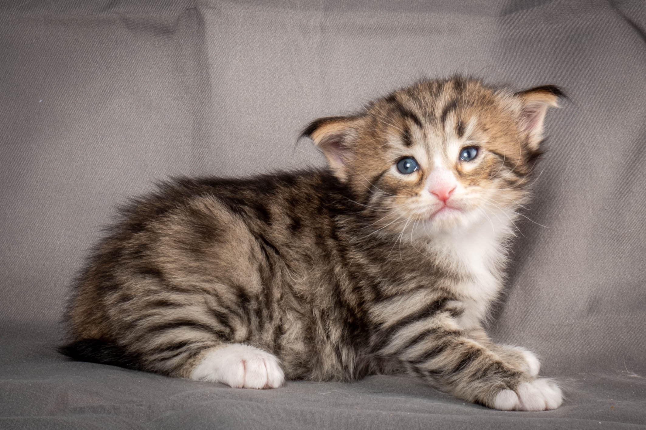 (N)Migoto's Thomas, NFO n 09 24