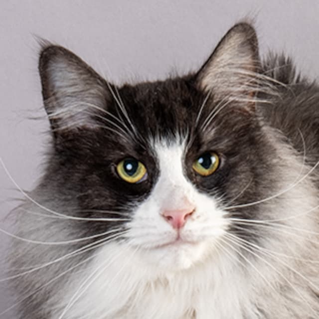 IC S*Just Catnap´s Belleza