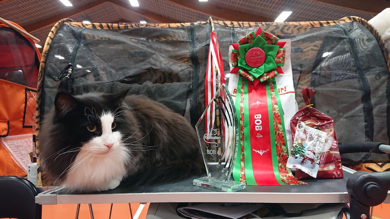 SC (N )Migoto’s Lakris Spesial, DSM, DVM NFO n 09 became BIS both days 30/11 and 1/12 in Denmark image