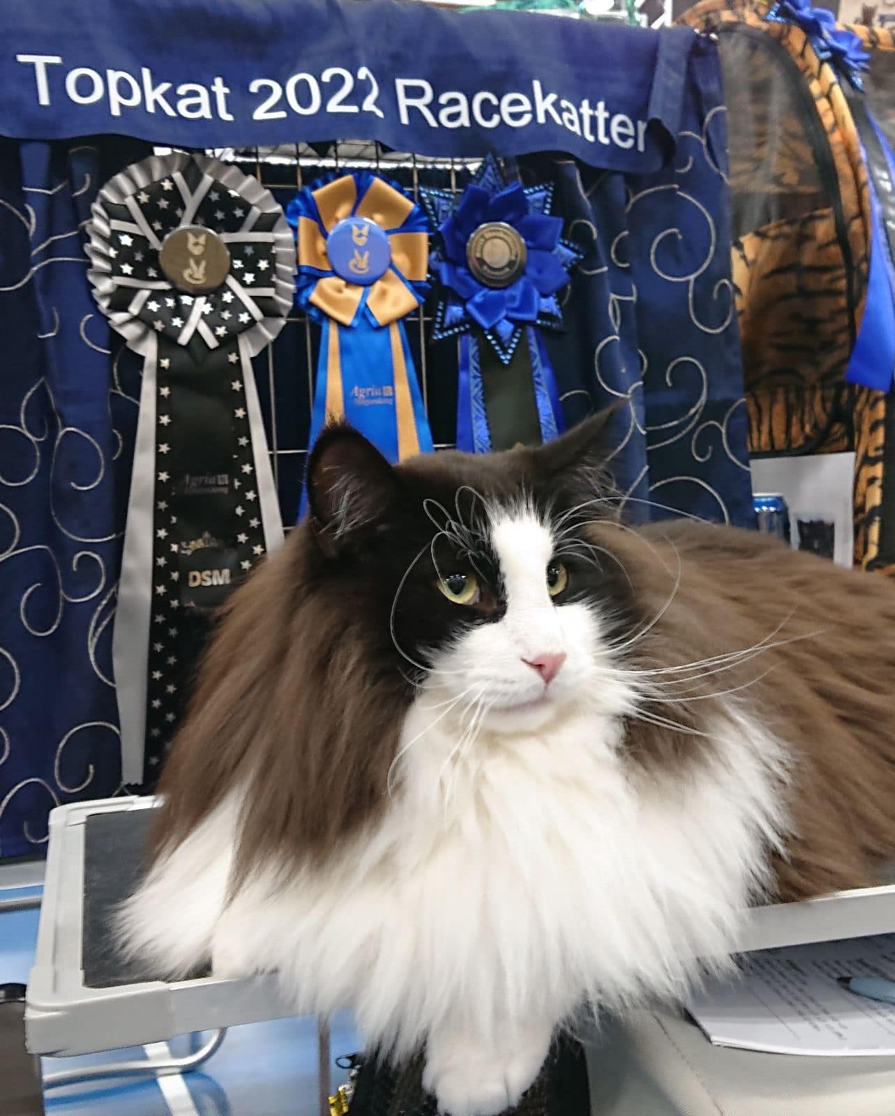 Sunset in the mountains