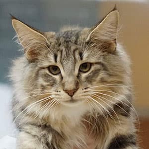 KCH Mr. Navigator av Verden