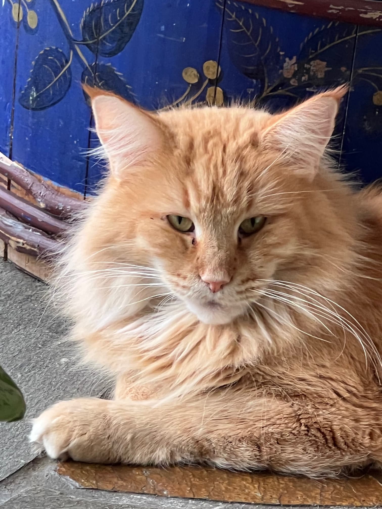 IC (N)Migoto’s Pernille, JW picture