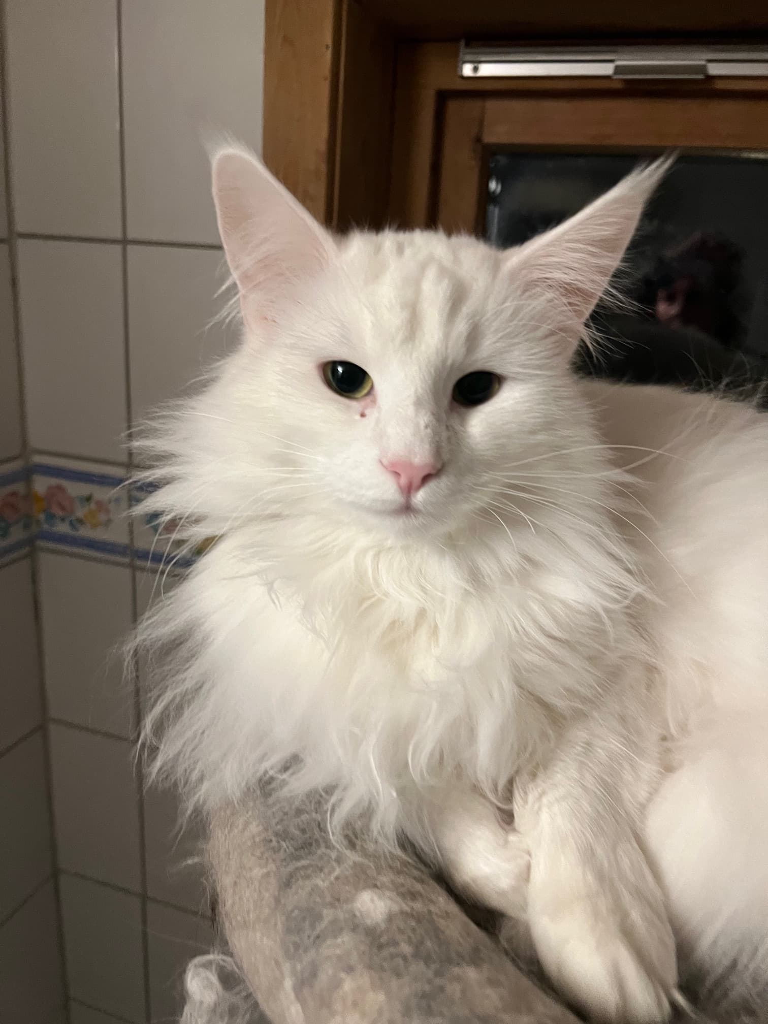 (N)Migoto´s Yasmin picture