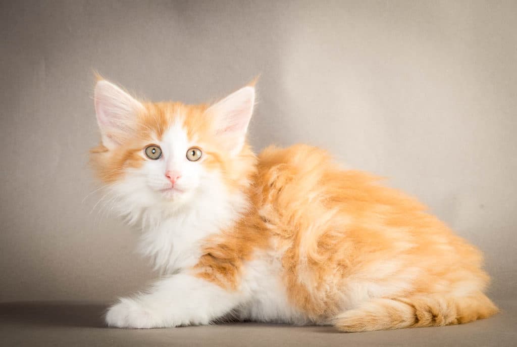 (N)Migoto's Mons, NFO d 03 22