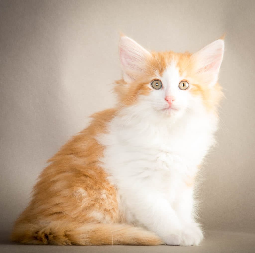 (N)Migoto's Mons, NFO d 03 22