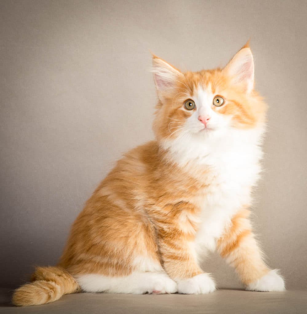 (N)Migoto's Magnus, NFO d 09 22