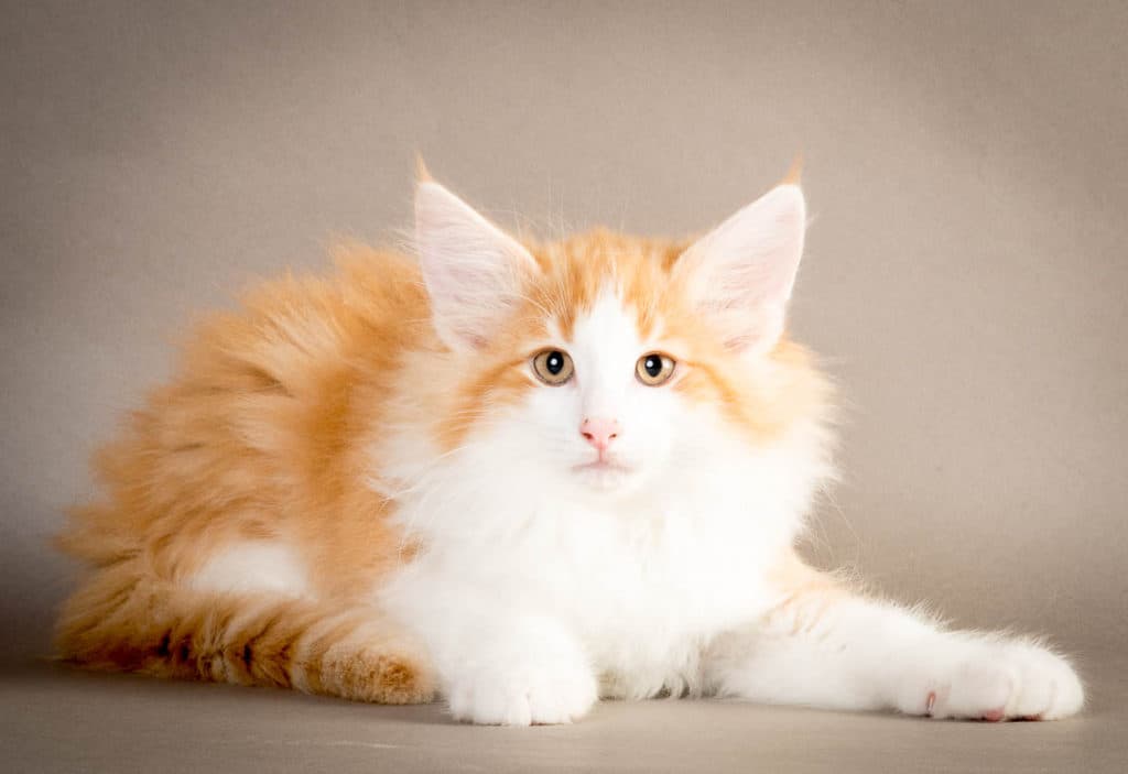 (N)Migoto's Mons, NFO d 03 22